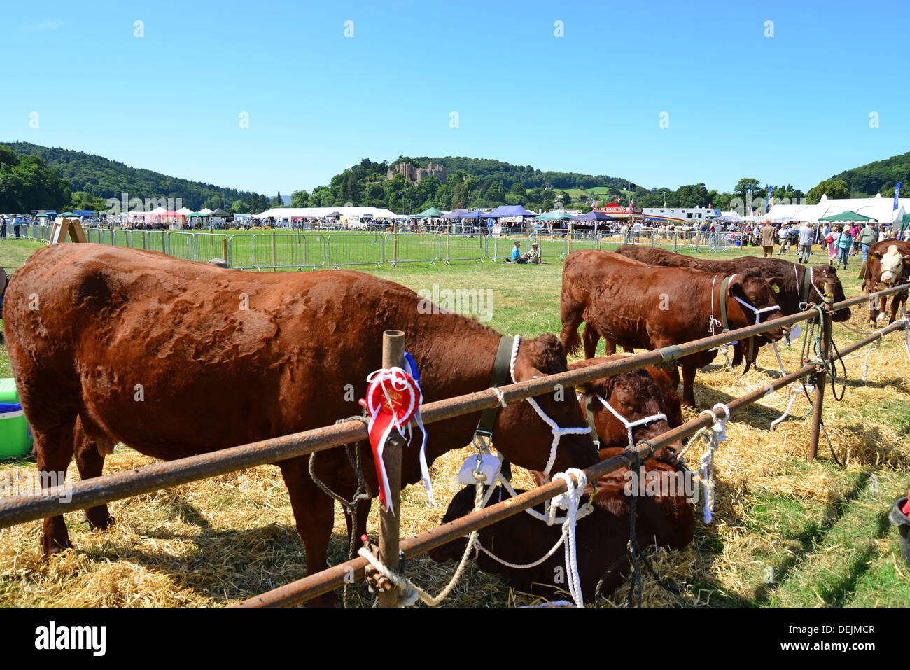 Voir les bovins au stylo à l'Exposition agricole de Dunster, château de Dunster Pelouses, Dunster, Somerset, England, United Kingdom Banque D'Images