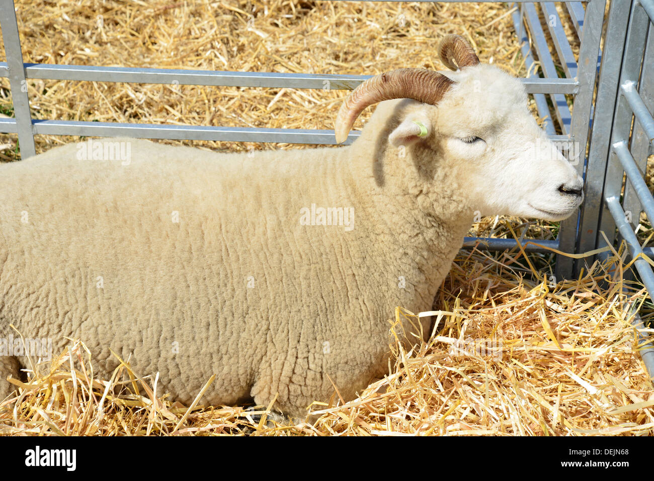 Marino moutons en plume à la foire agricole de Dunster, château de Dunster Pelouses, Dunster, Somerset, England, United Kingdom Banque D'Images