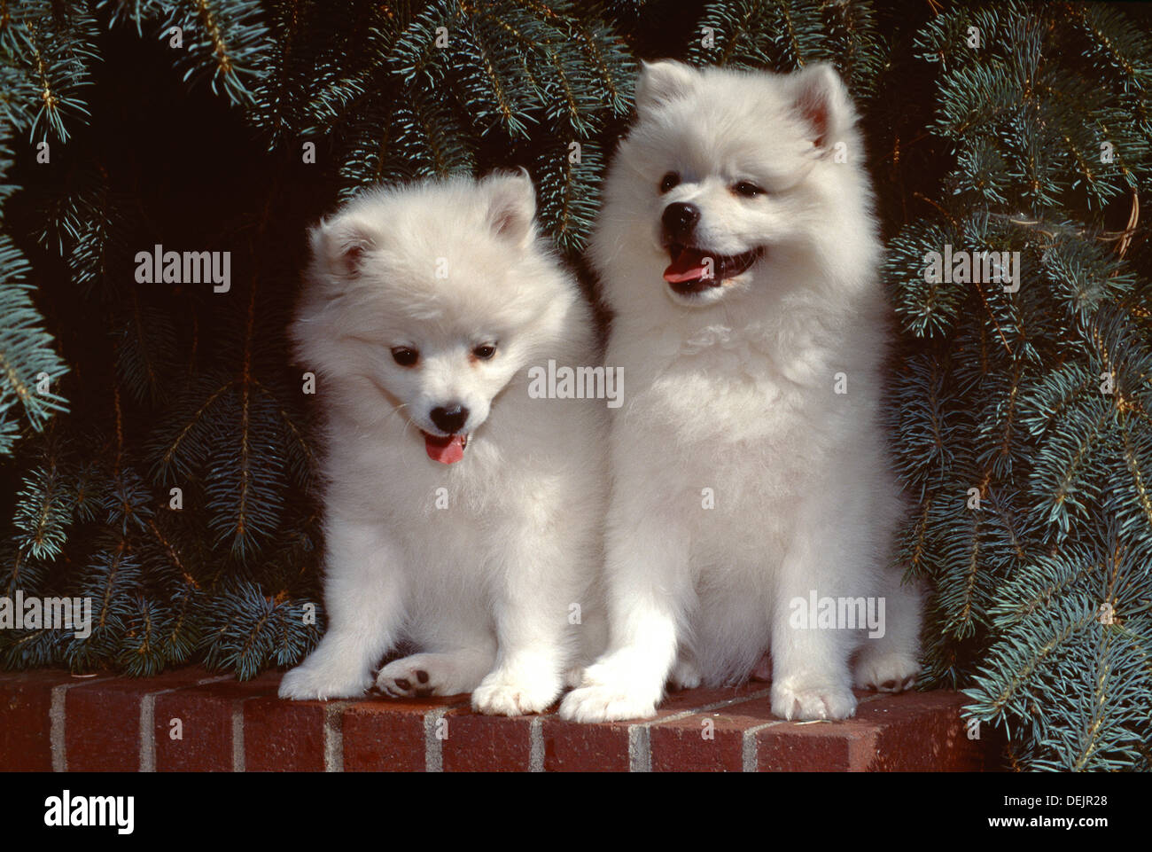 American Eskimo dog-deux chiots siégeant ensemble Banque D'Images