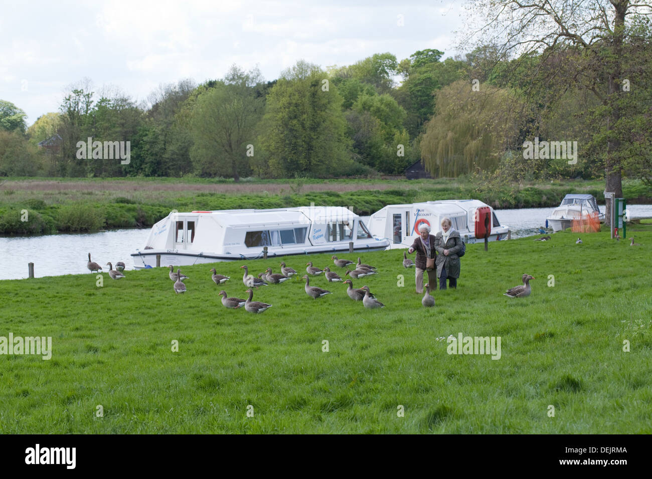 Oies cendrées (Anser anser) sur Coltishall, commune avec les marcheurs, aux côtés de rivière Bure, Norfolk. Banque D'Images