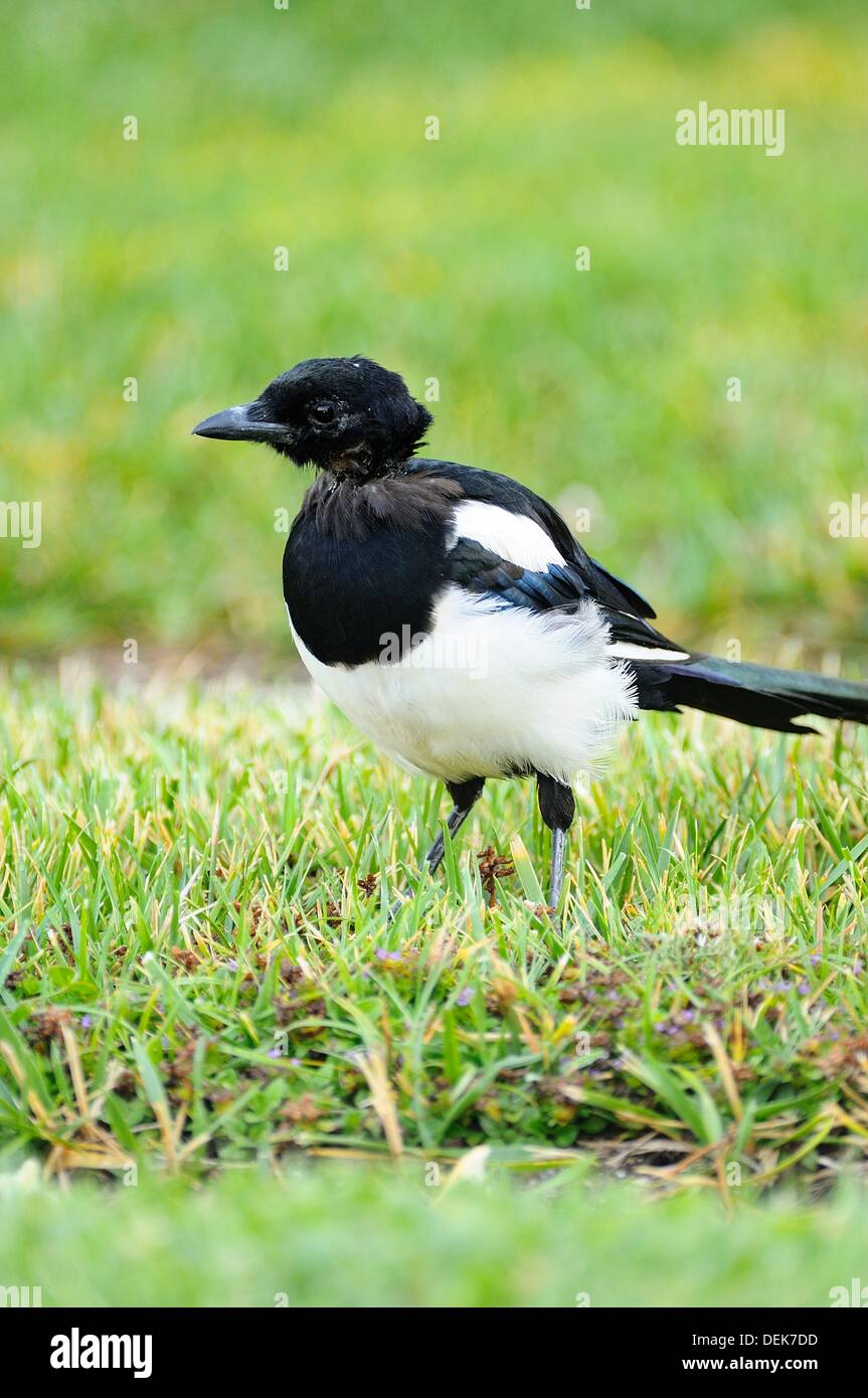 26001 Blanc Et Noir Vit Dans Les Champs Ouverts Les Parcs