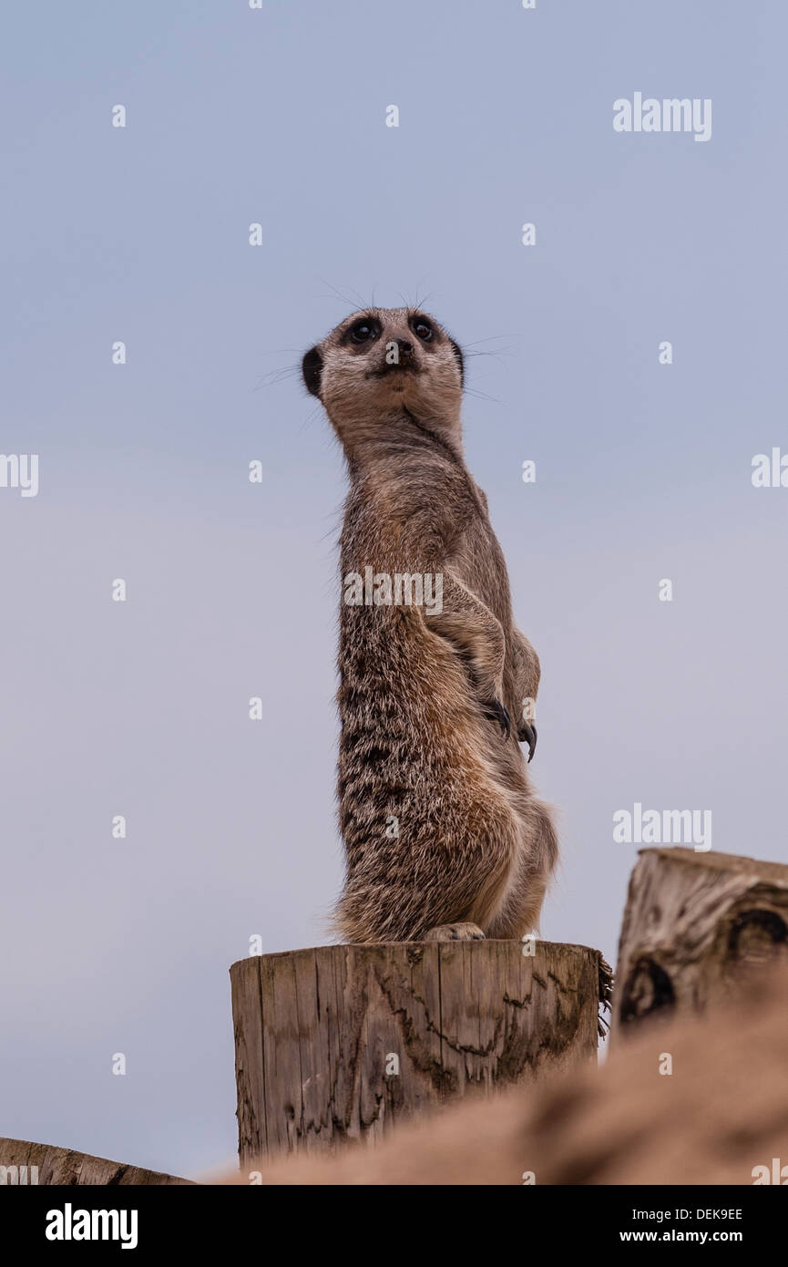 Une captive Meerkat ( Suricata suricatta < ! Banque D'Images