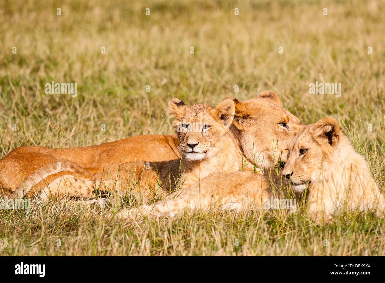 Les Lions en captivité au parc safari de Longleat dans Longleat WILTSHIRE WARMINSTER , , , Angleterre , Angleterre , Royaume-Uni Banque D'Images