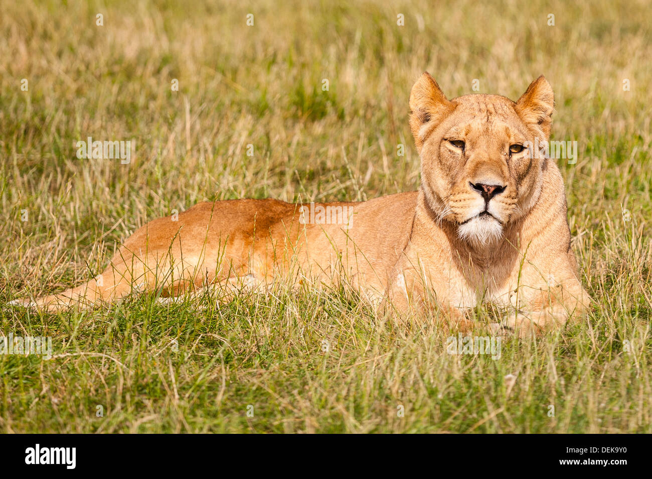 Un Lion en captivité au parc safari de Longleat dans Longleat WILTSHIRE WARMINSTER , , , Angleterre , Angleterre , Royaume-Uni Banque D'Images