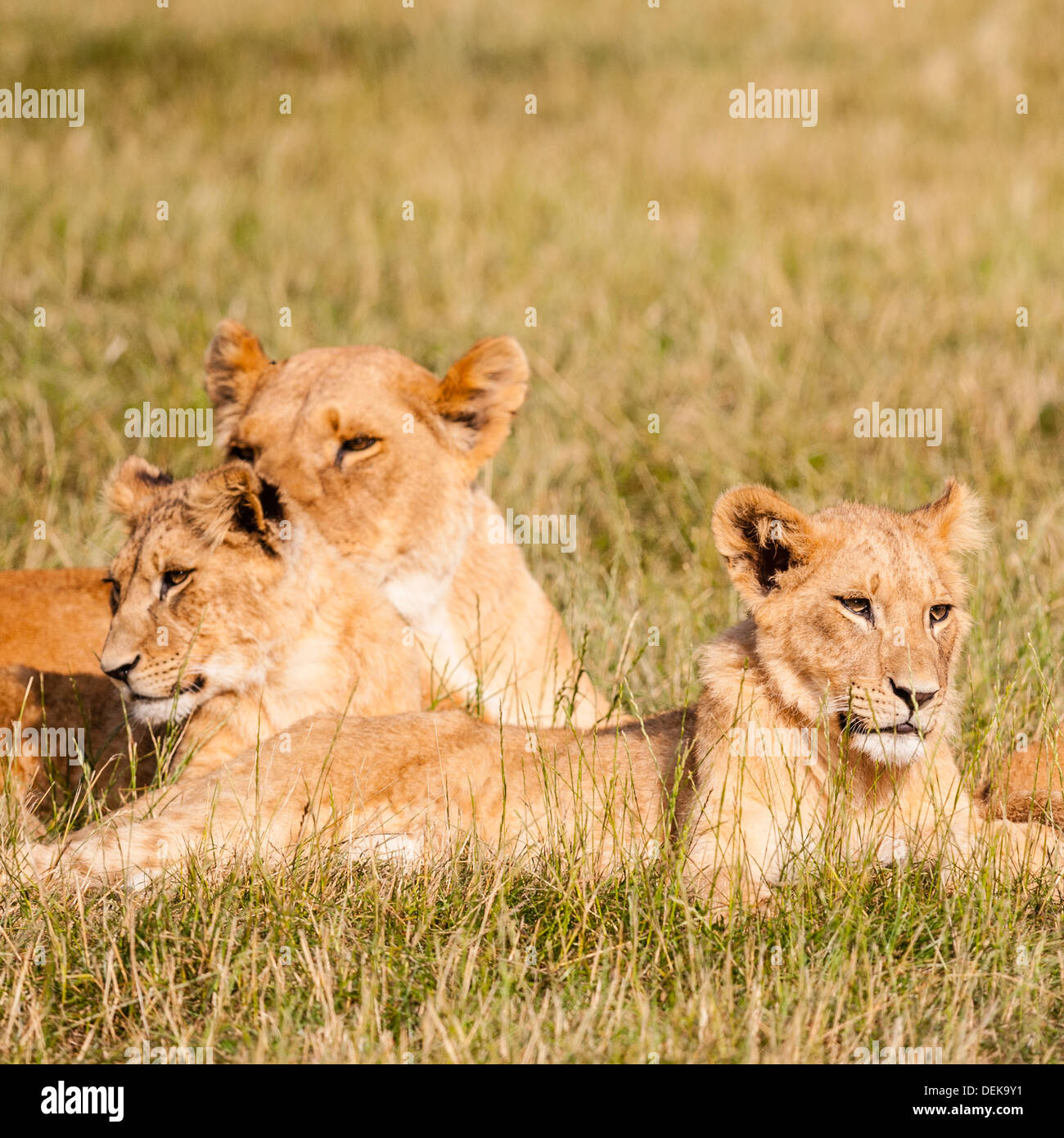Les Lions en captivité au parc safari de Longleat dans Longleat WILTSHIRE WARMINSTER , , , Angleterre , Angleterre , Royaume-Uni Banque D'Images