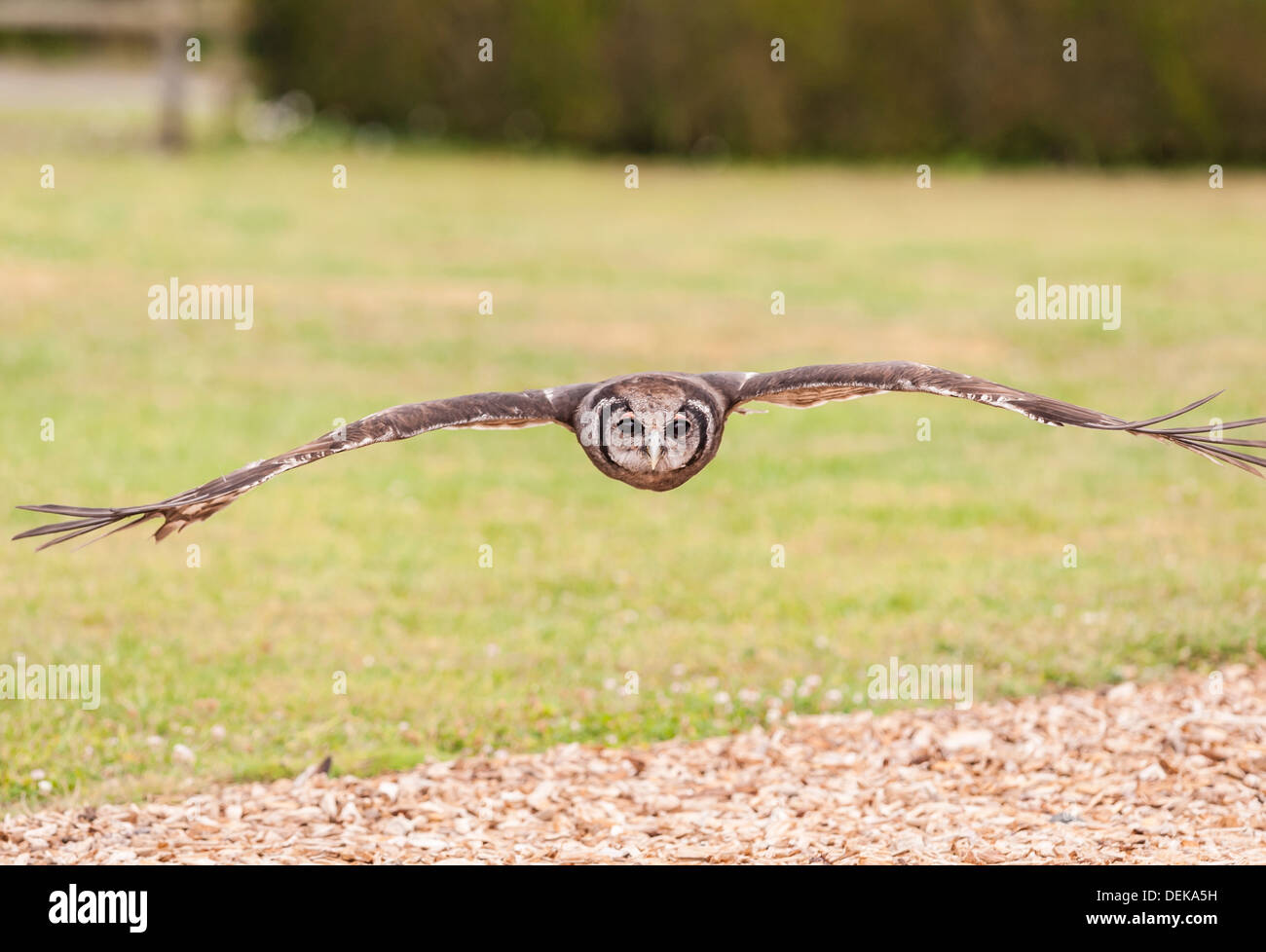Une captive Giant Eagle Owl chouette d'Aigle de Verraux en vol Banque D'Images