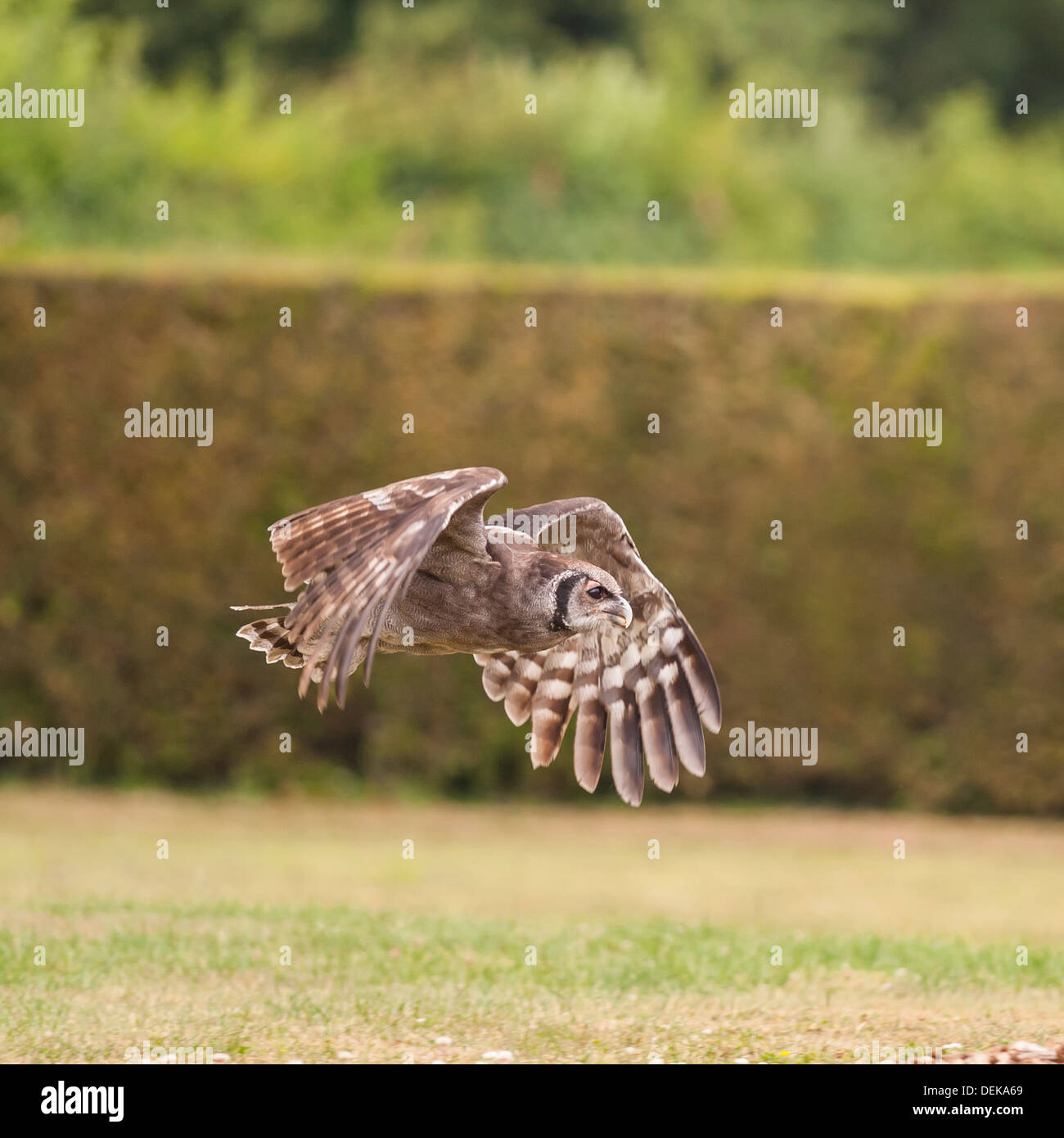 Une captive Giant Eagle Owl chouette d'Aigle de Verraux en vol Banque D'Images