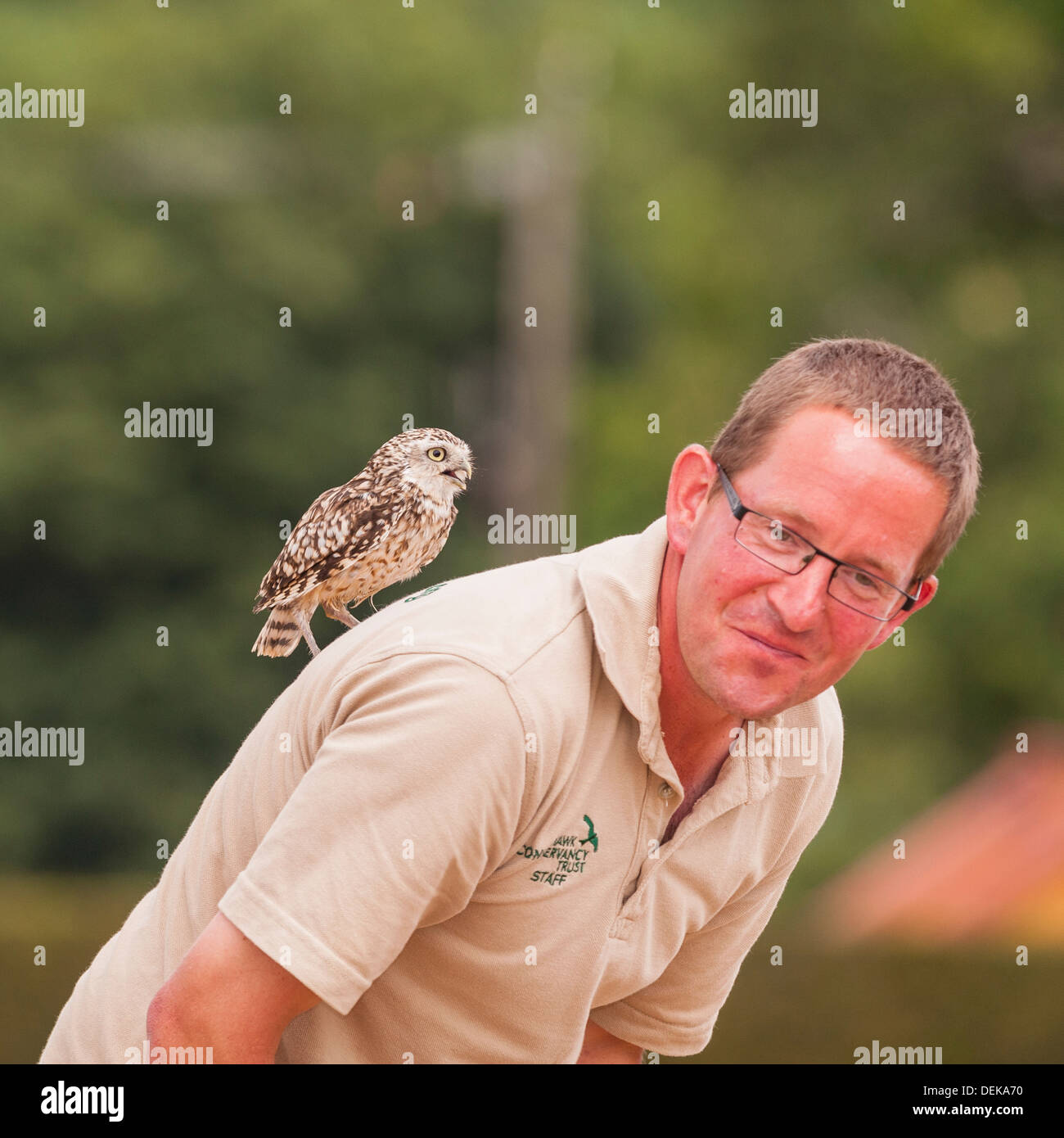 Une Chevêche des terriers (Athene cunicularia) avec falconer à Longleat Safari Park à Longleat WILTSHIRE WARMINSTER , , , Angleterre , Royaume-Uni Banque D'Images