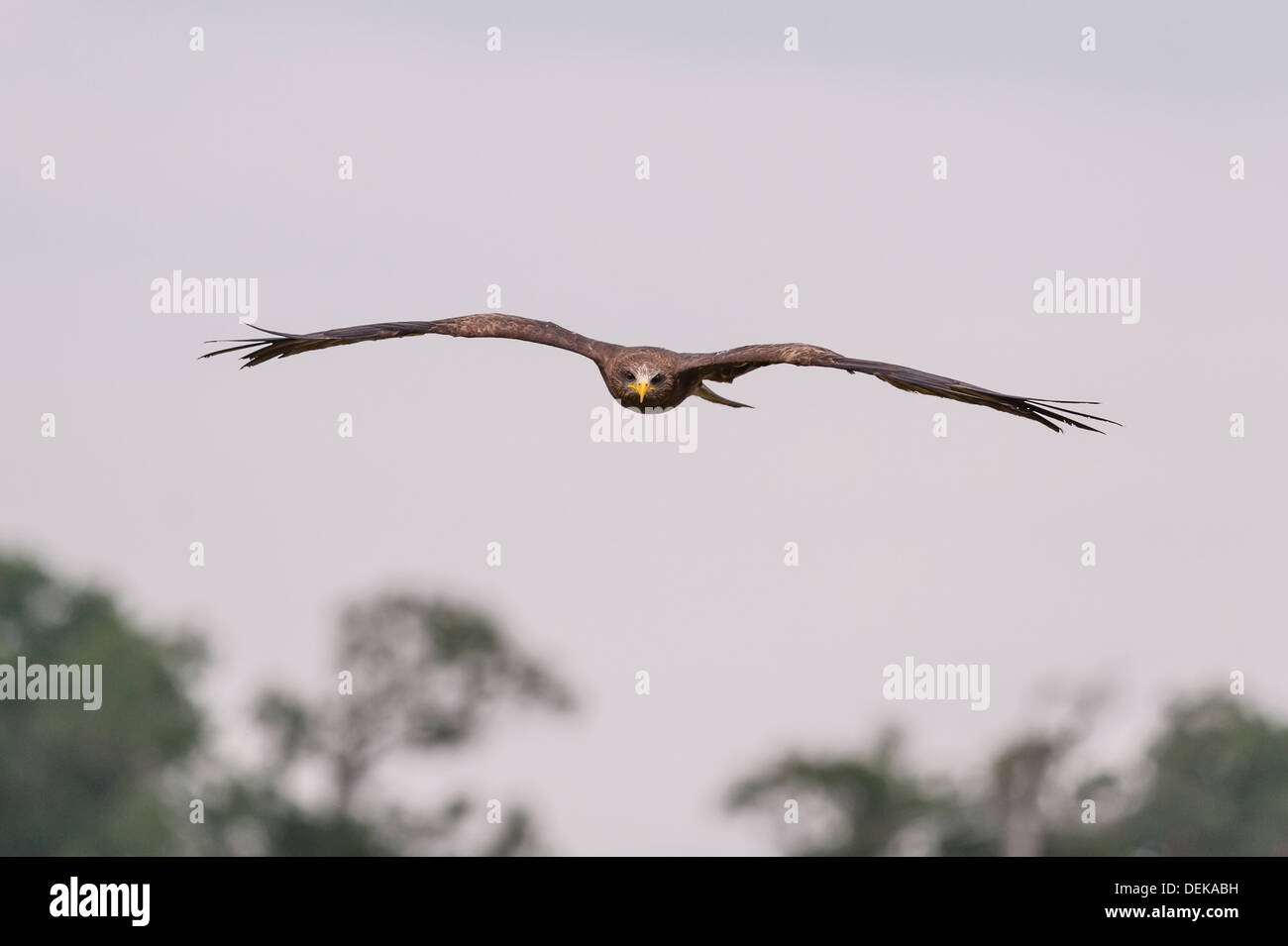 Un bec jaune en captivité (Kite Milvus aegyptius) en vol à Longleat Safari Park à Longleat Wiltshire , , Angleterre , Royaume-Uni Banque D'Images