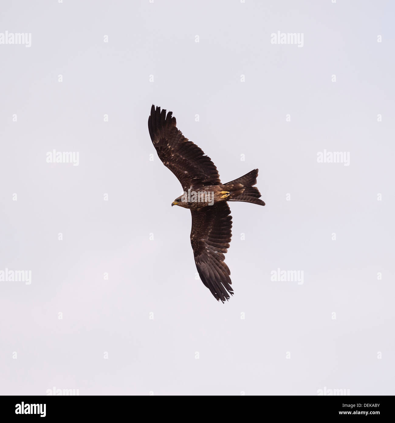 Un bec jaune en captivité (Kite Milvus aegyptius) en vol à Longleat Safari Park à Longleat Wiltshire , , Angleterre , Royaume-Uni Banque D'Images