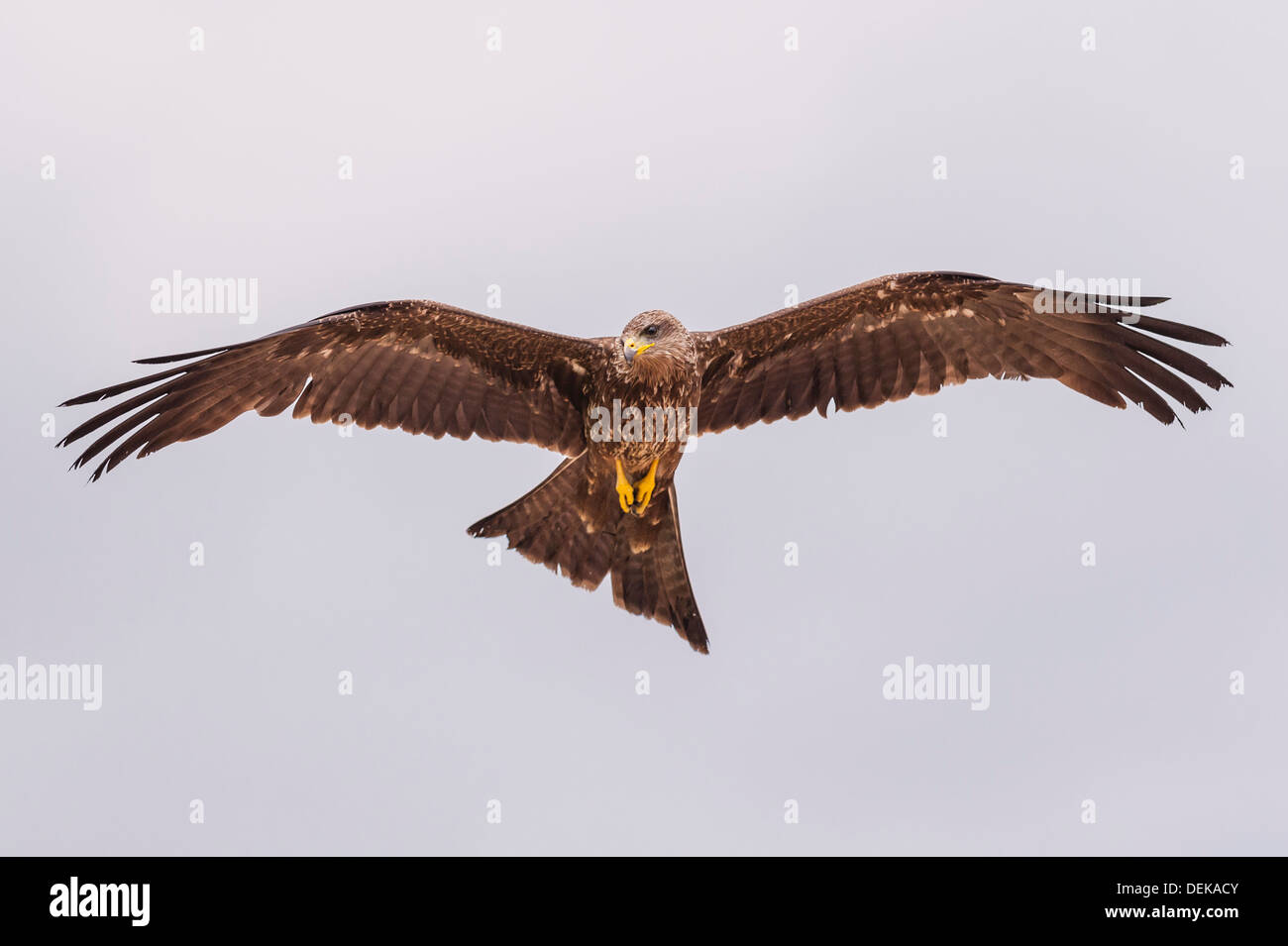 Un bec jaune en captivité (Kite Milvus aegyptius) en vol à Longleat Safari Park à Longleat Wiltshire , , Angleterre , Royaume-Uni Banque D'Images