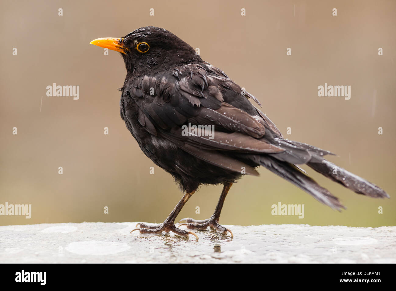 Un mâle Blackbird se mouiller sous la pluie au Royaume-Uni ( Turdus merula ) Banque D'Images