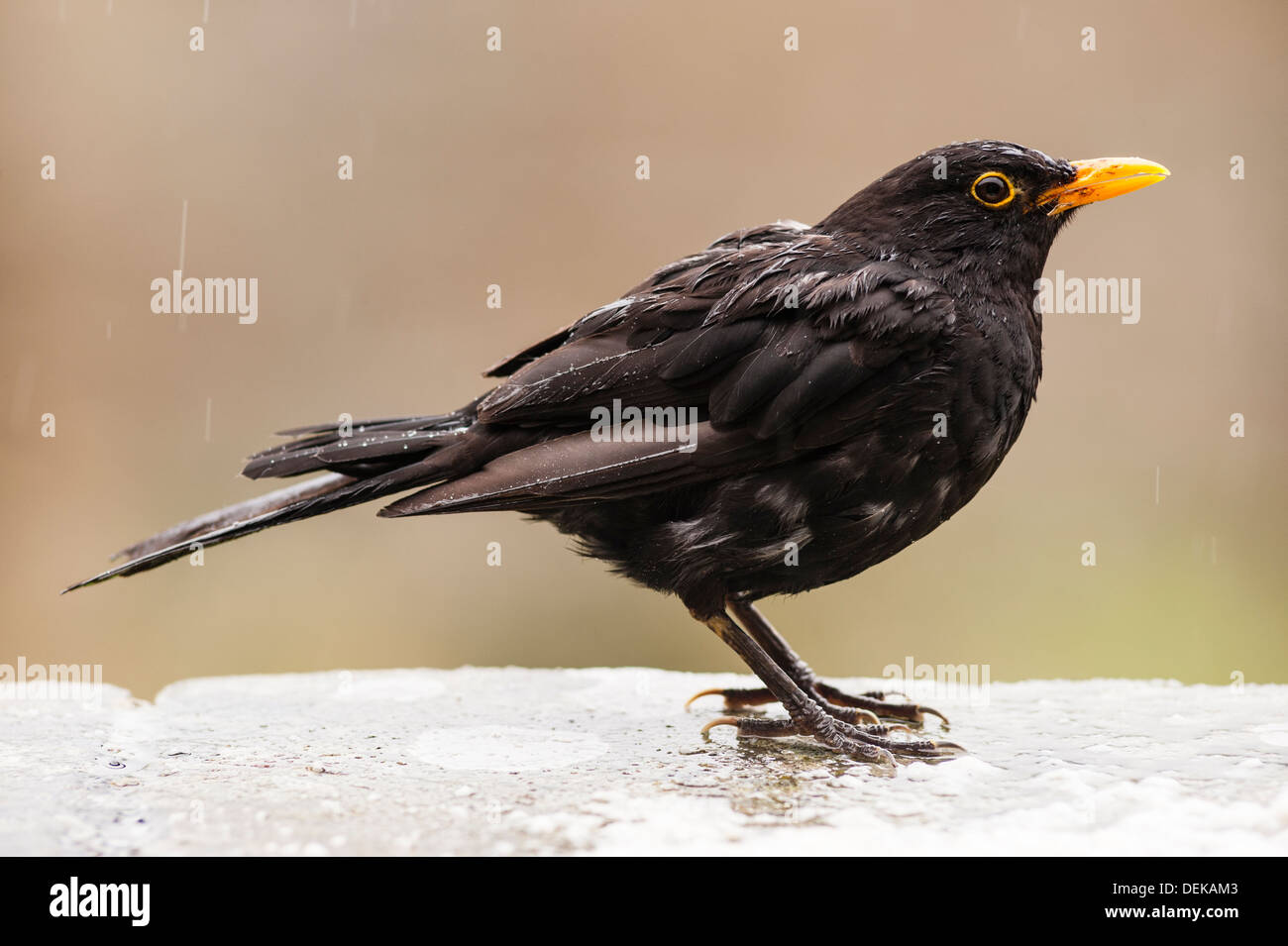 Un mâle Blackbird se mouiller sous la pluie au Royaume-Uni ( Turdus merula ) Banque D'Images