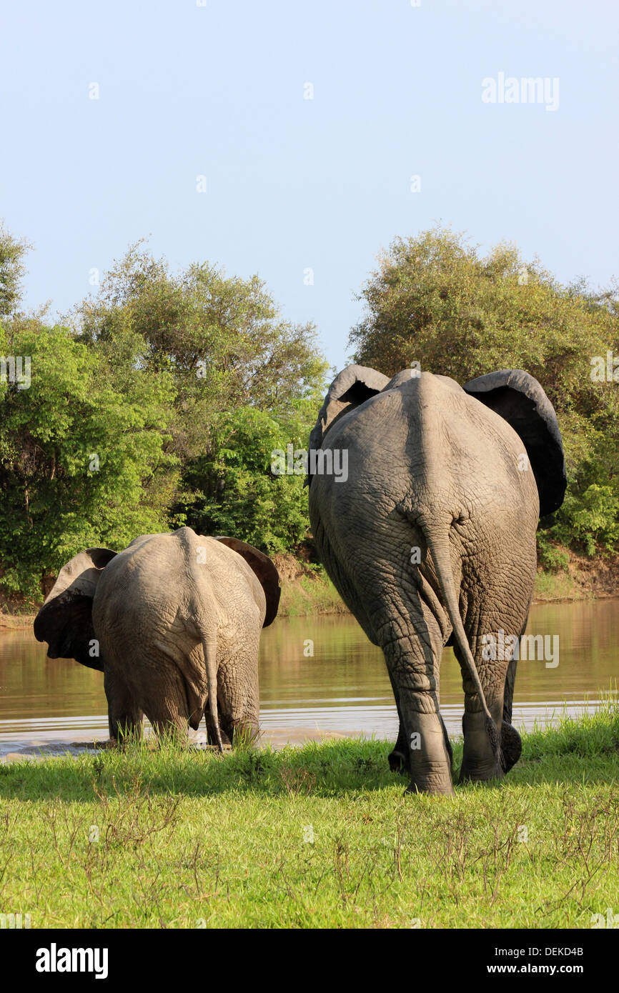 Vue arrière de deux éléphants entrant dans l'eau Banque D'Images