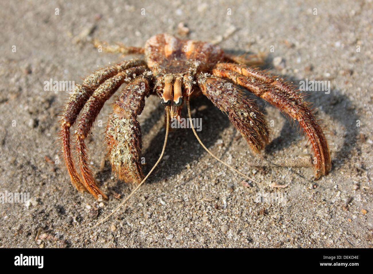 L'Ermite mort retiré de Shell Banque D'Images