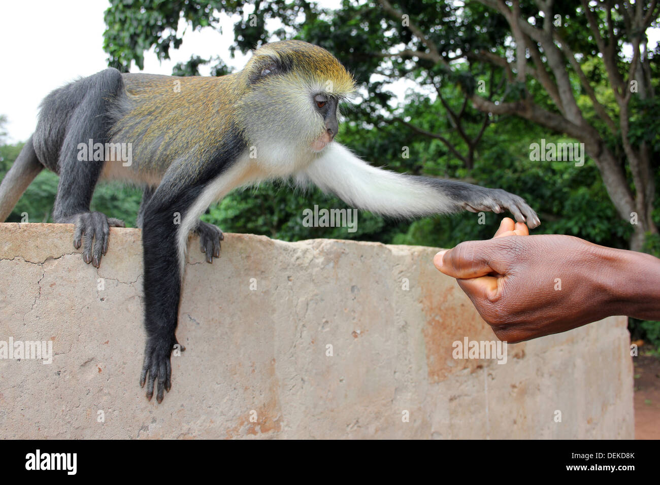 Campbell du singe Mona Cercopithecus campbelli atteindre Guides part Banque D'Images
