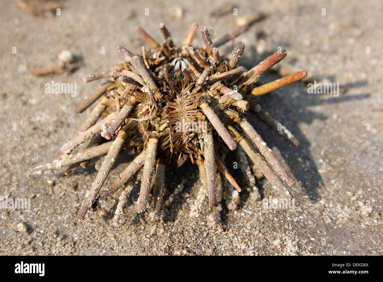 L'Oursin crayon - Eucidaris sp. Banque D'Images