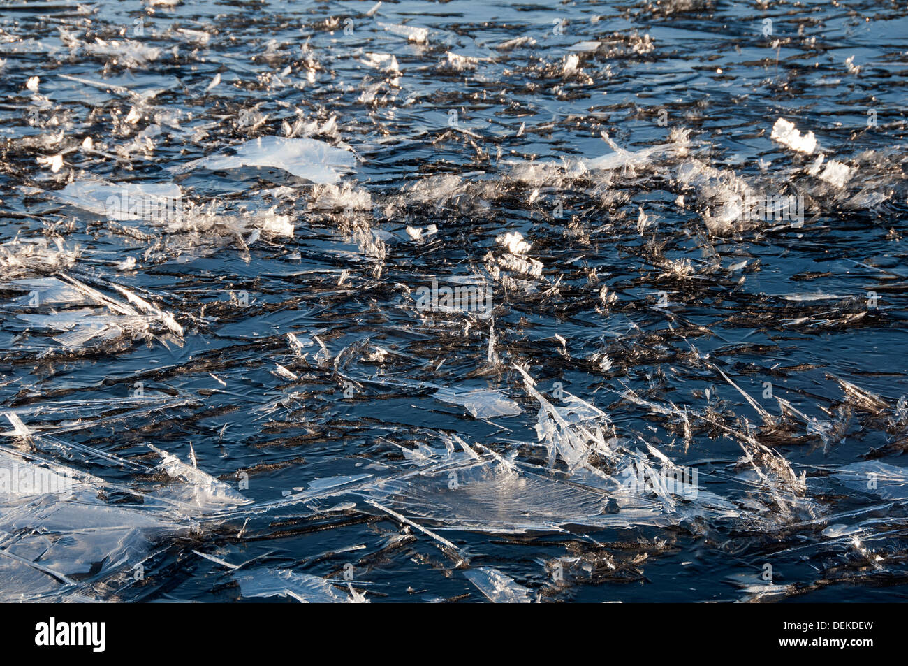 Paillettes de glace sur la glace d'un tarn par l'A836 près de la langue, Sutherland, Scotland, UK Banque D'Images