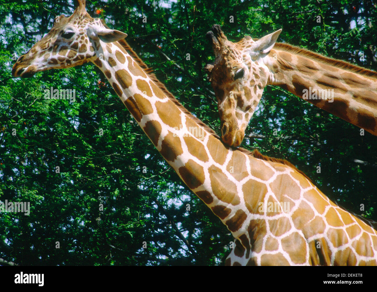 Les Girafes (Giraffa camelopardalis) Banque D'Images