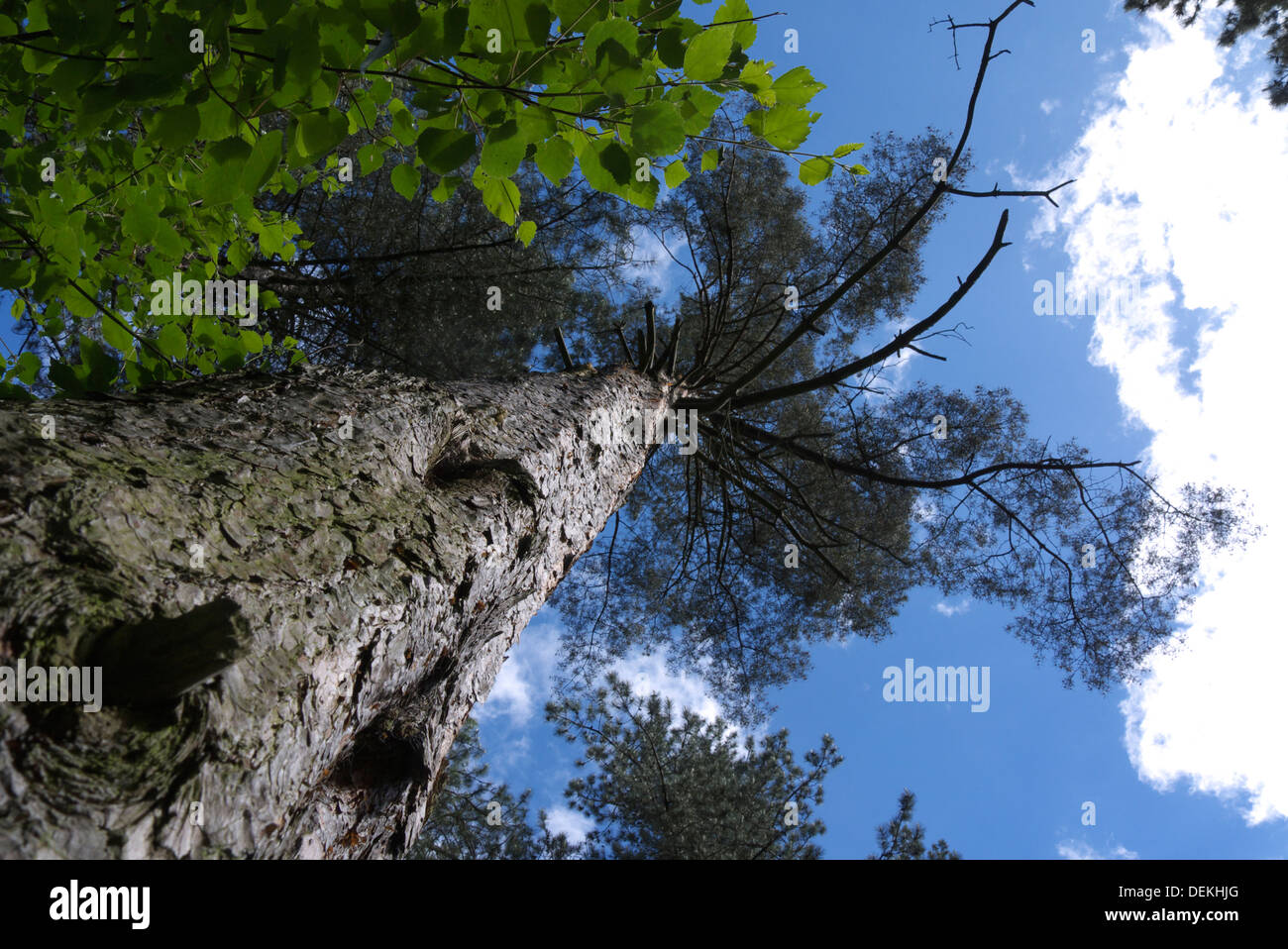 Un ciel chercher un tronc d'arbre par un beau jour Banque D'Images