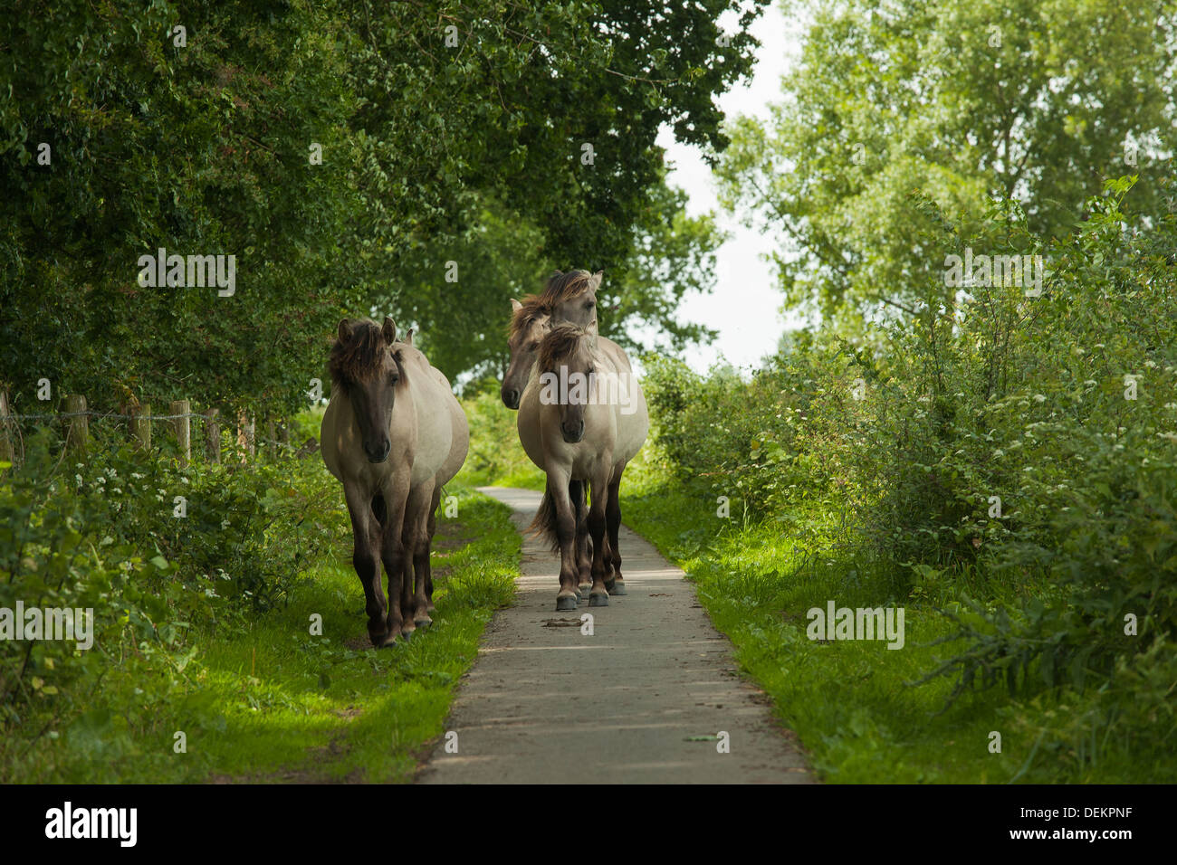 Semi-sauvages chevaux Konik polonais marche sur une piste cyclable dans les Pays-Bas la marche vers la caméra Banque D'Images