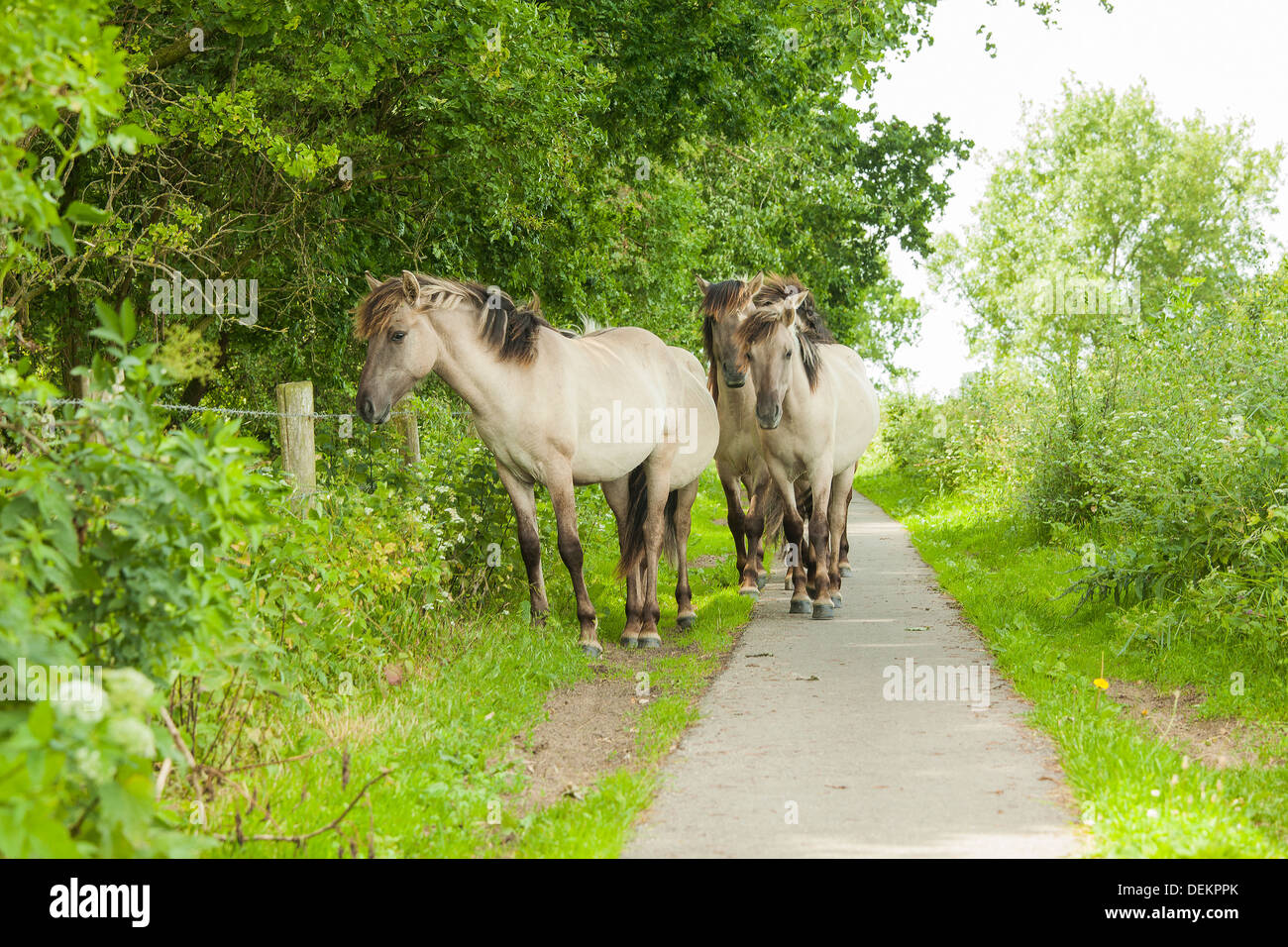Semi-sauvages chevaux Konik polonais marche sur une piste cyclable dans les Pays-Bas Banque D'Images