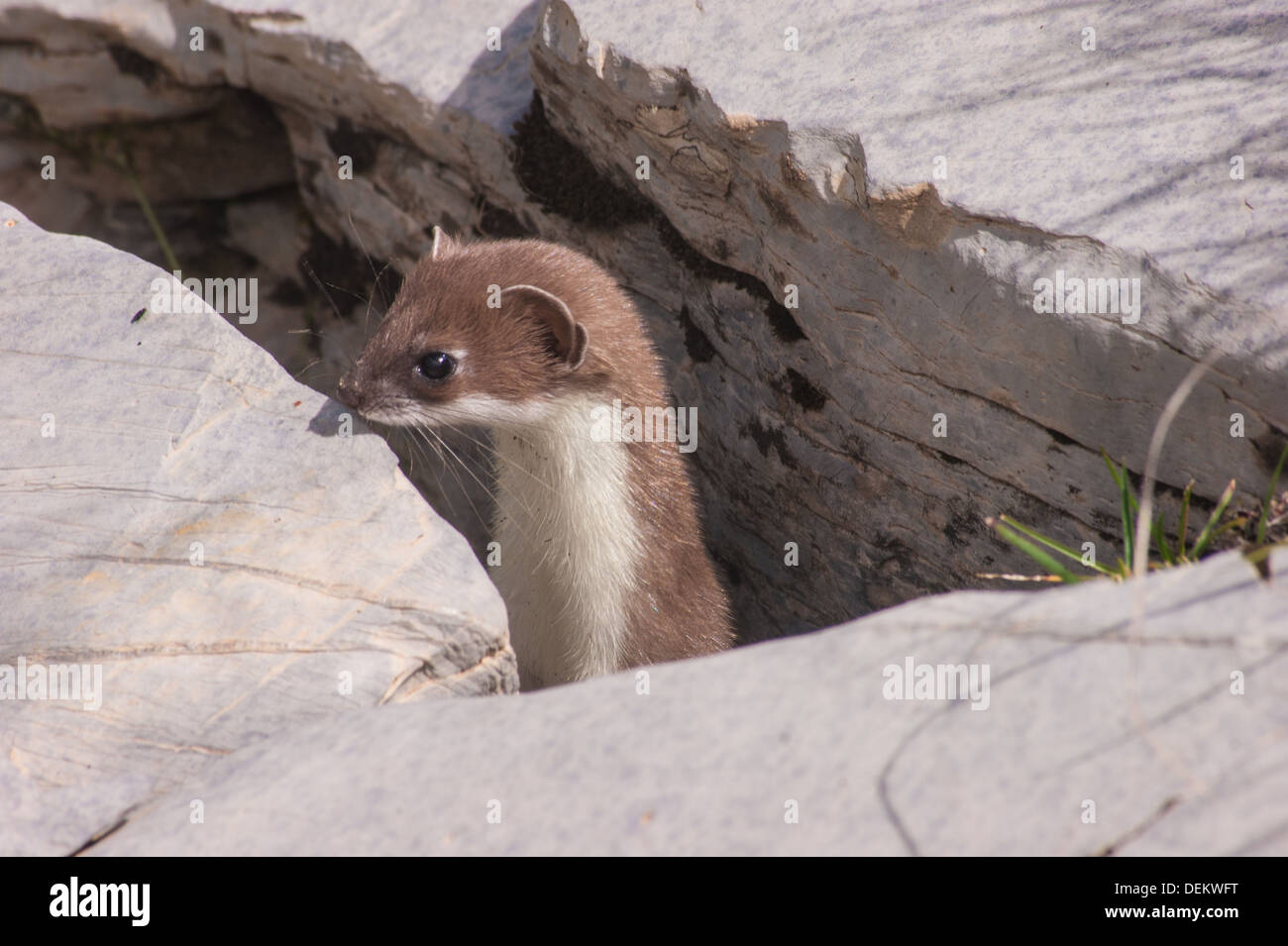 Mustela erminea,crevoux,hautes Alpes,France Banque D'Images