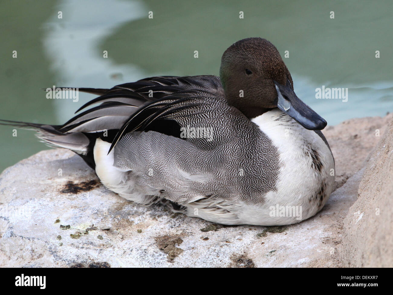 Close-up d'un mâle Canard pilet (Anas acuta) poser, se reposer et se lissant ses plumes (13 images en série) Banque D'Images