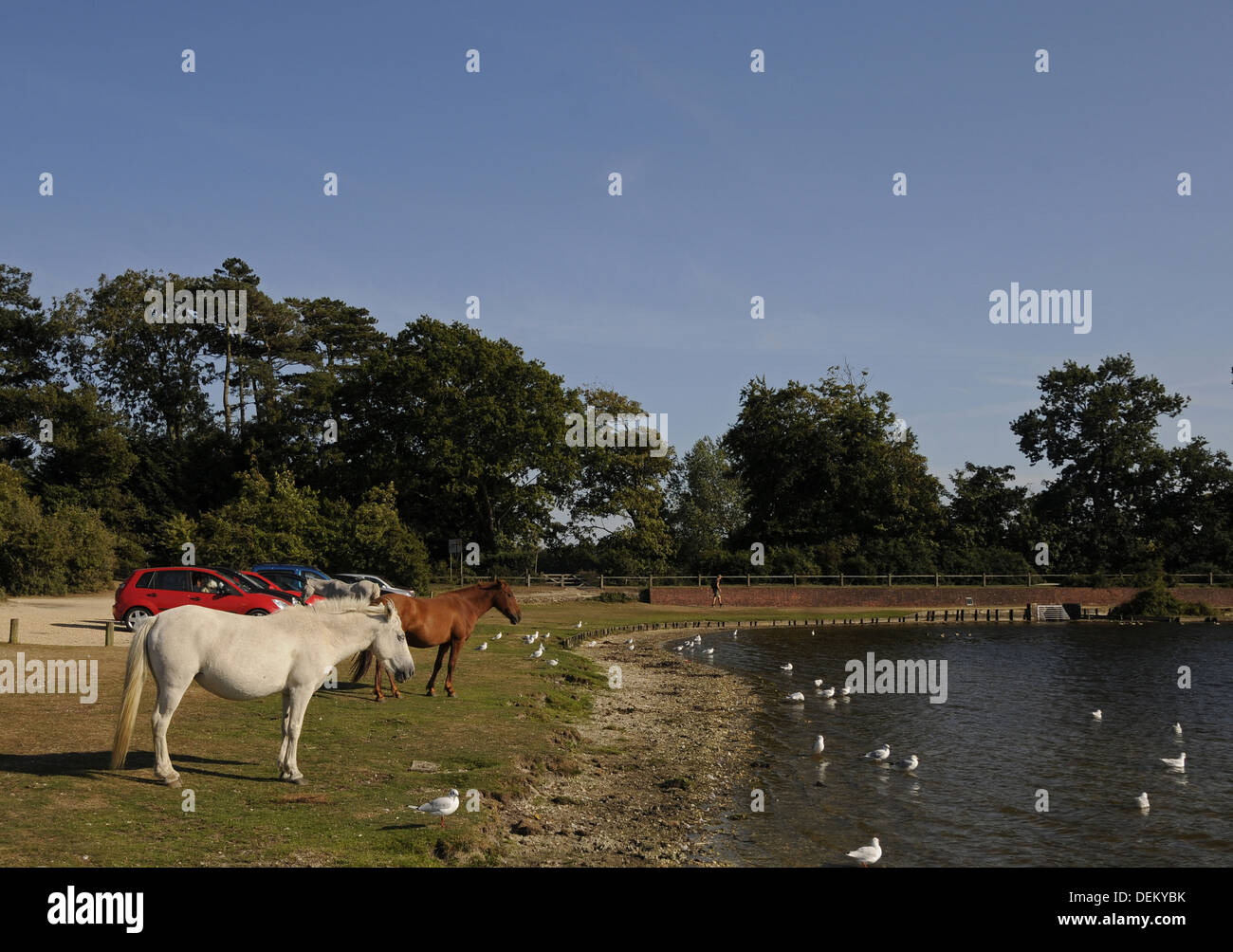 Nouvelle Forêt poneys au Hatchet étang près de Brockenhurst Hampshire Angleterre Banque D'Images