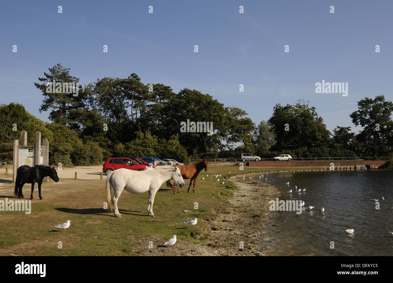 Nouvelle Forêt poneys au Hatchet étang près de Brockenhurst Hampshire Angleterre Banque D'Images