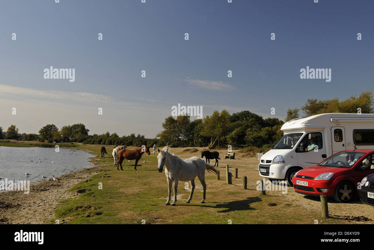 Nouvelle Forêt poneys au Hatchet étang près de Brockenhurst Hampshire Angleterre Banque D'Images