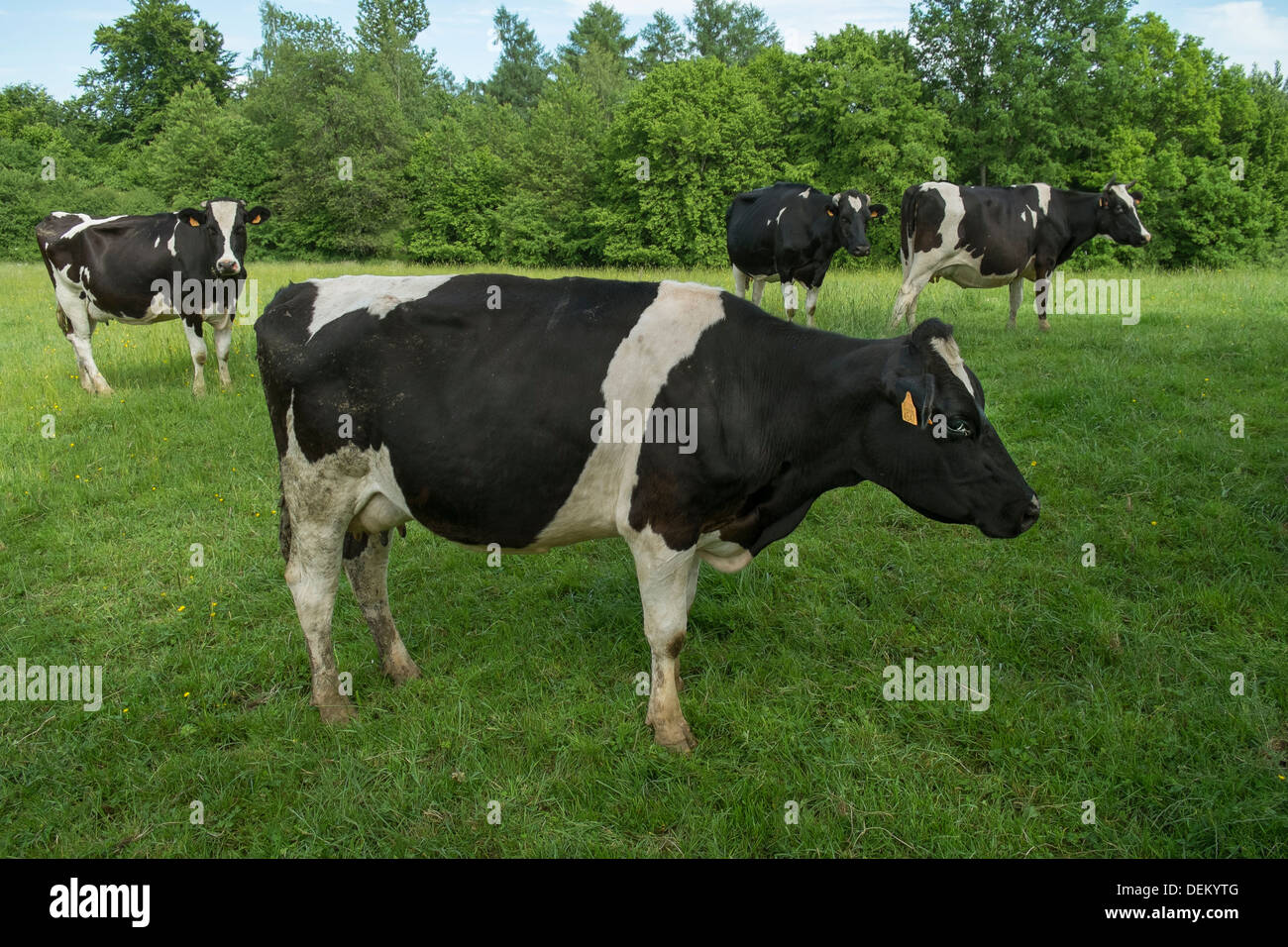 Les vaches laitières uk Banque D'Images