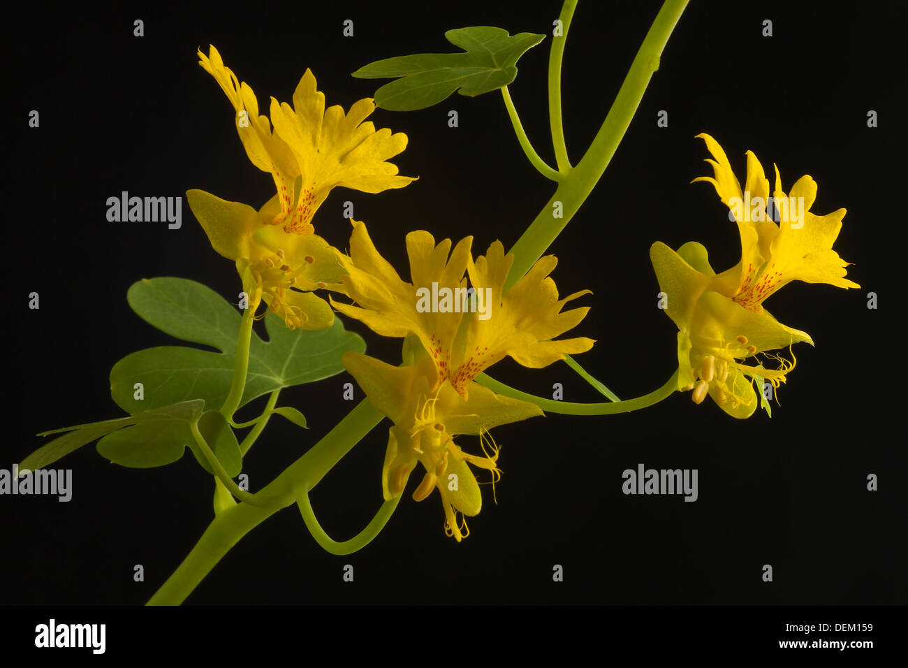 Achat de fleurs, Tropaeolum peregrinum rampantes. Banque D'Images