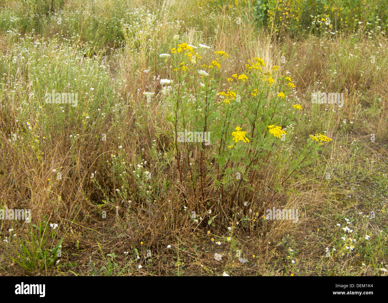 Fleurs de tanaisie commune (Tanacetum vulgare) Banque D'Images