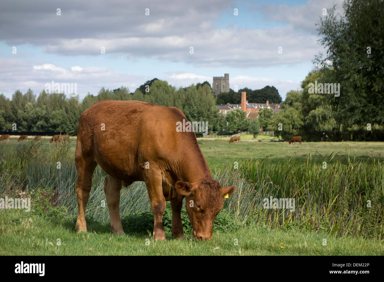 Une vache brune qui paissent dans les prairies près de Sudbury dans le Suffolk, Angleterre. Banque D'Images
