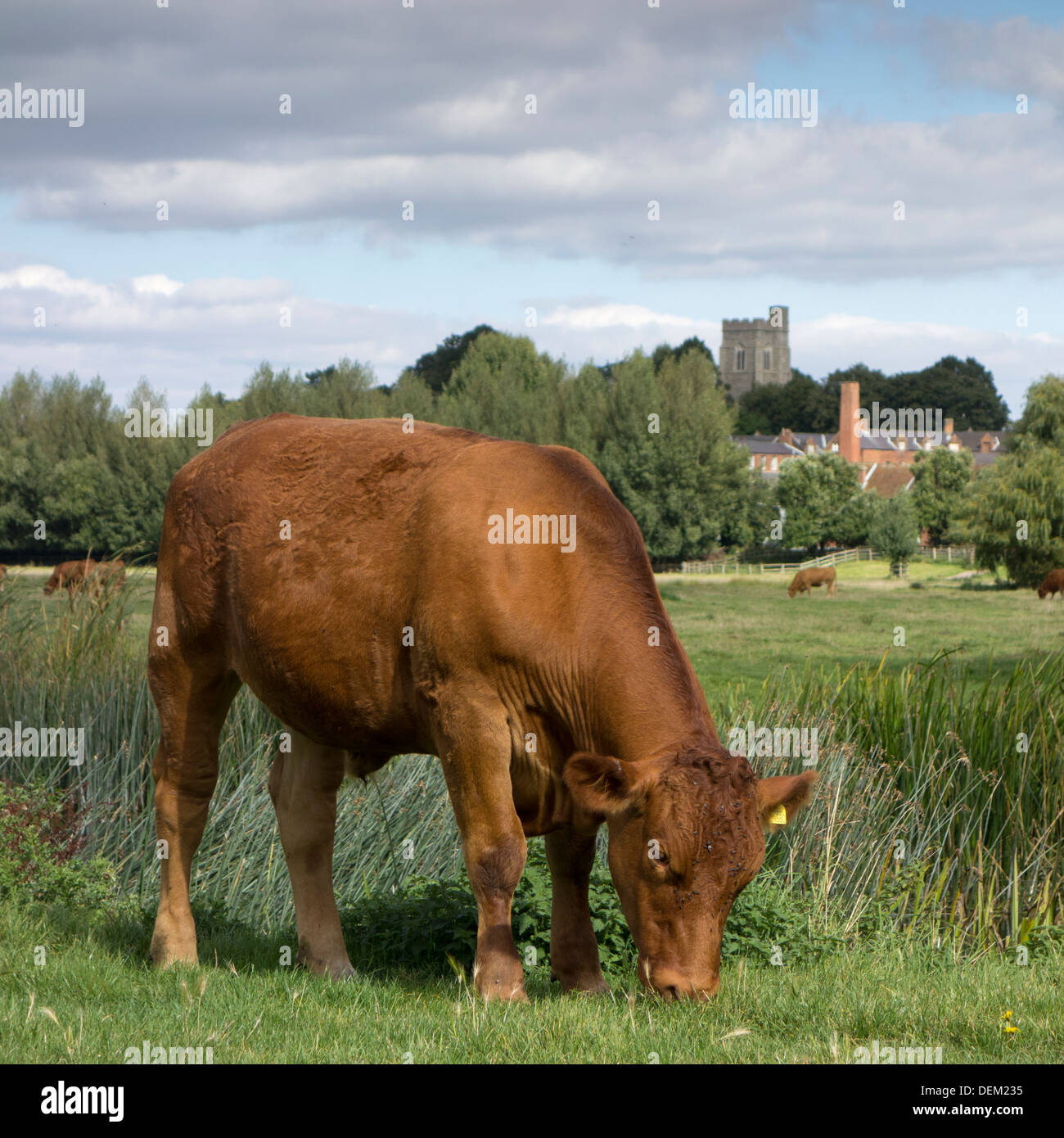 Une vache brune qui paissent dans les prairies près de Sudbury dans le Suffolk, Angleterre. Banque D'Images