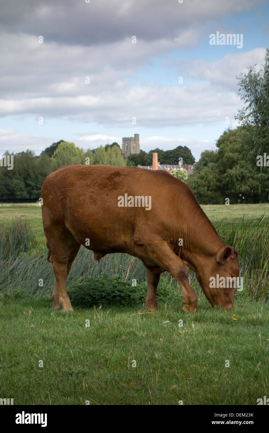 Une vache brune qui paissent dans les prairies près de Sudbury dans le Suffolk, Angleterre. Banque D'Images