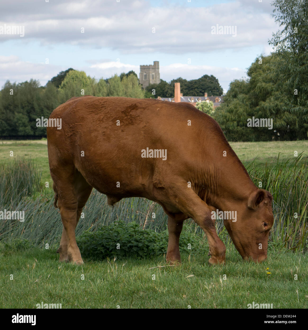 Une vache brune qui paissent dans les prairies près de Sudbury dans le Suffolk, Angleterre. Banque D'Images