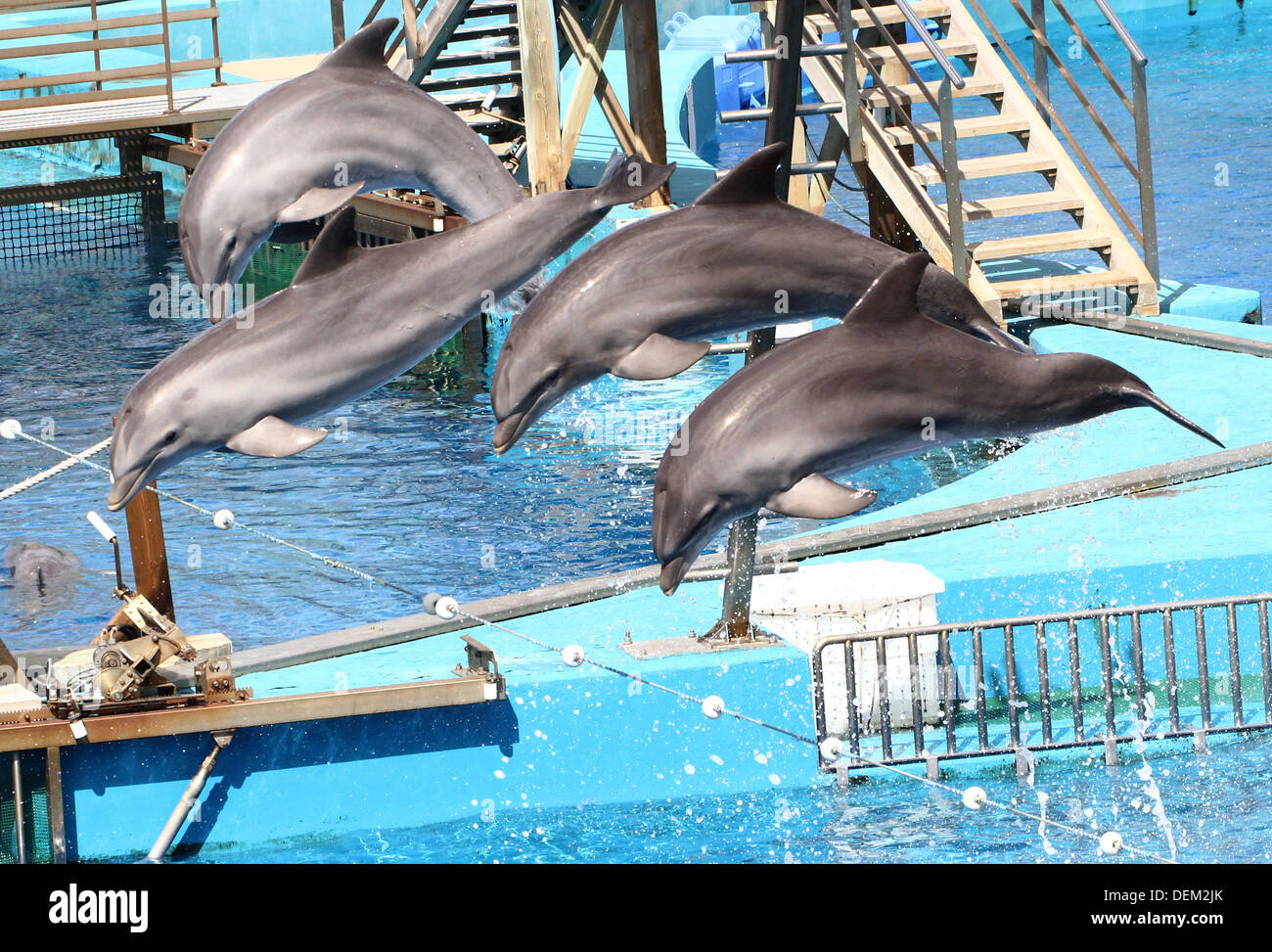 Quatre dauphins à effectuer à l'Oceanografic Aquarium Marine Park à Valence, Espagne, sautant synchrones Banque D'Images