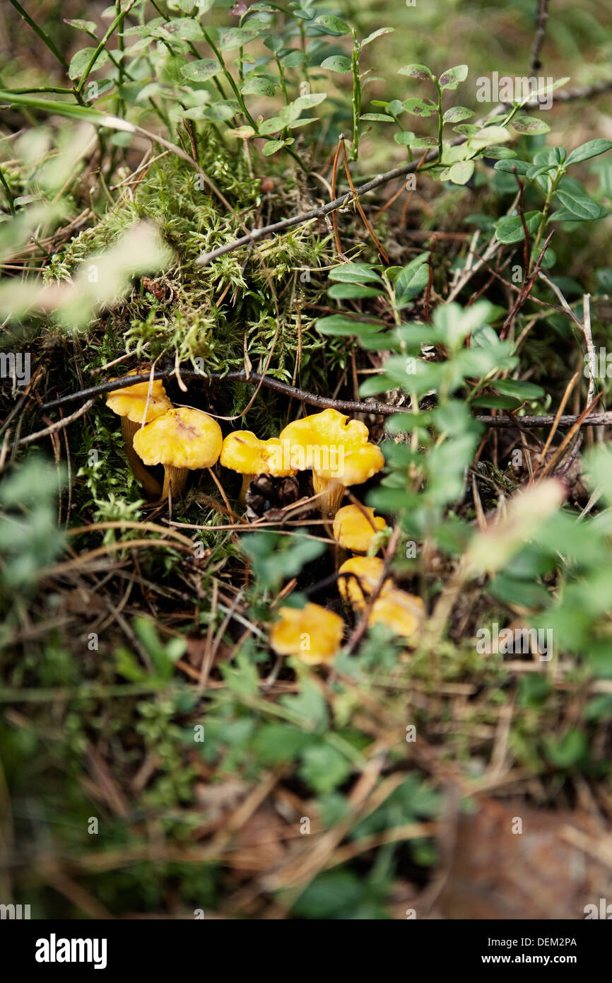 De plus en plus de champignons sauvages dans les bois Banque D'Images