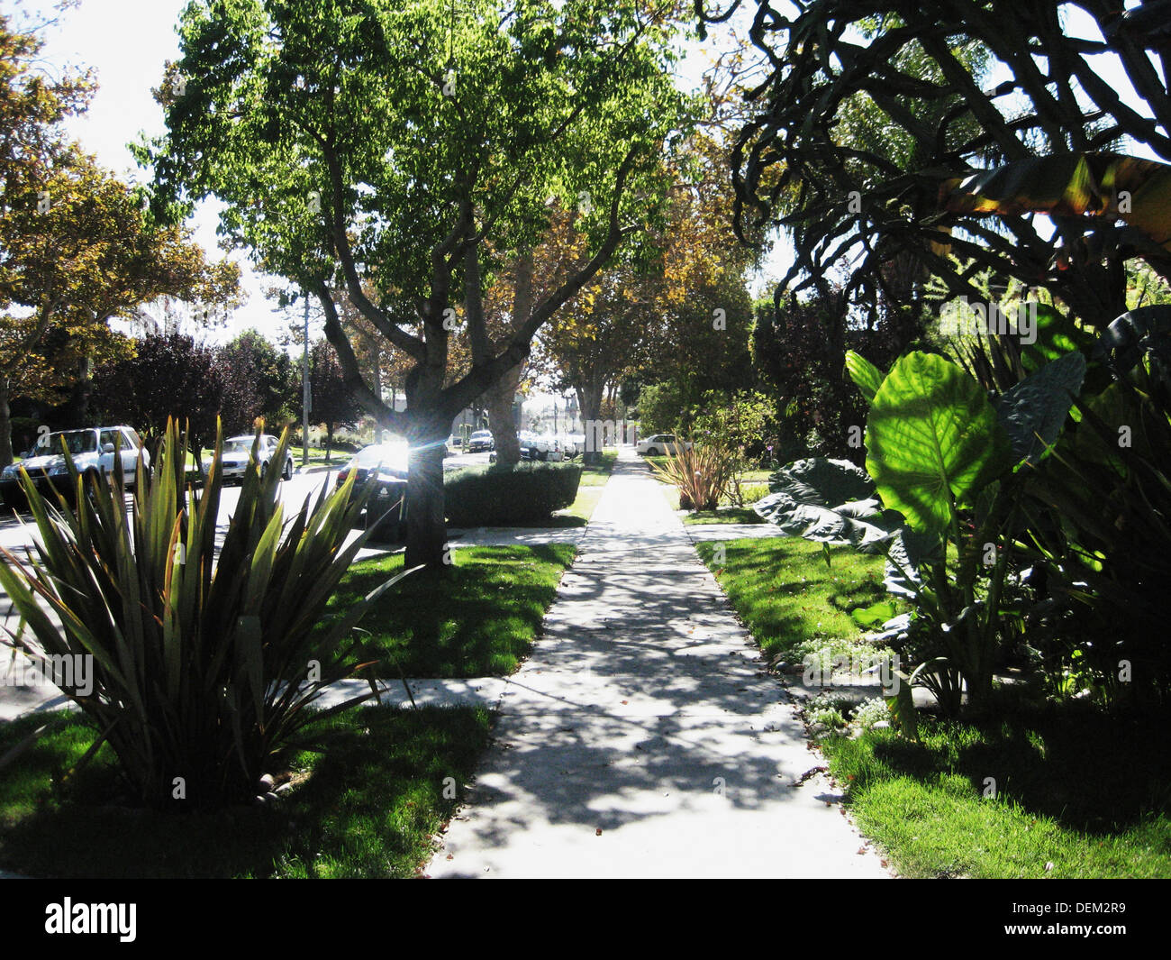 Trottoir de banlieue bordé d'arbres et d'arbustes, Los Angeles, Californie, USA Banque D'Images