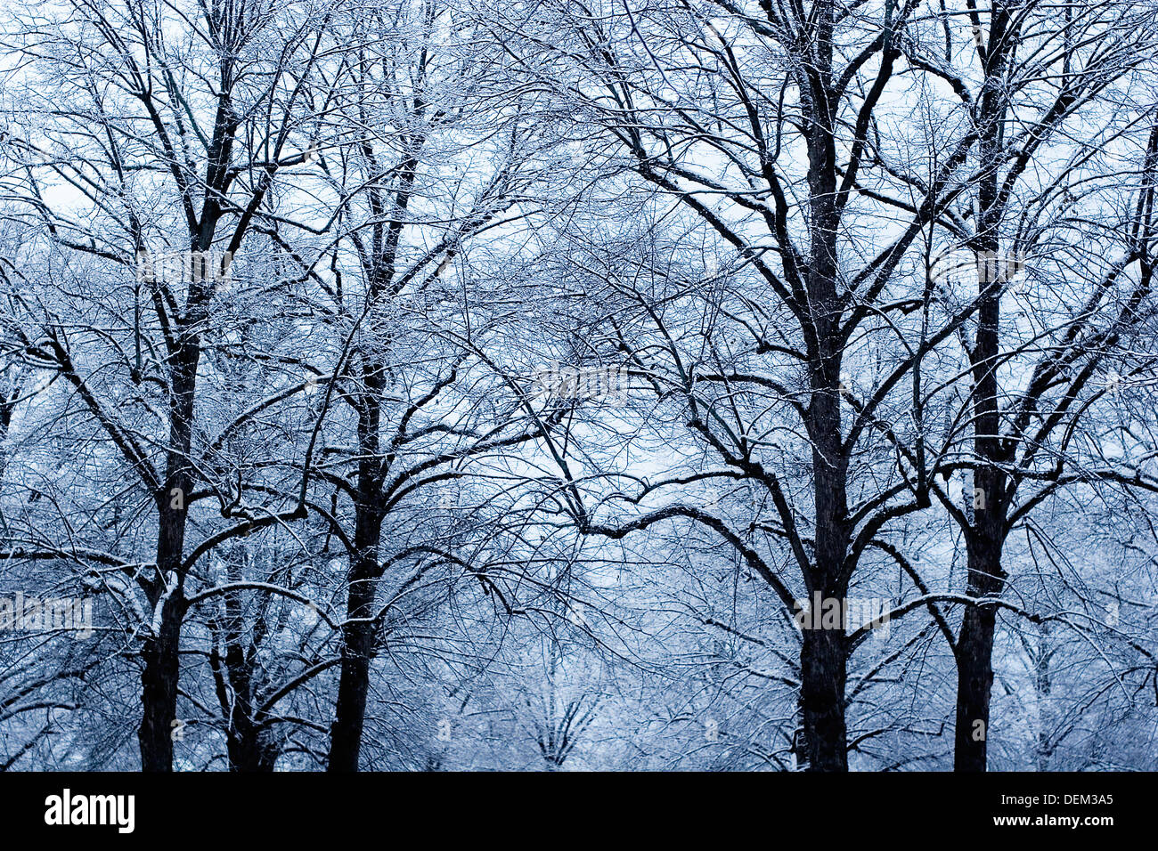 Les branches d'arbres couverts de neige Banque D'Images