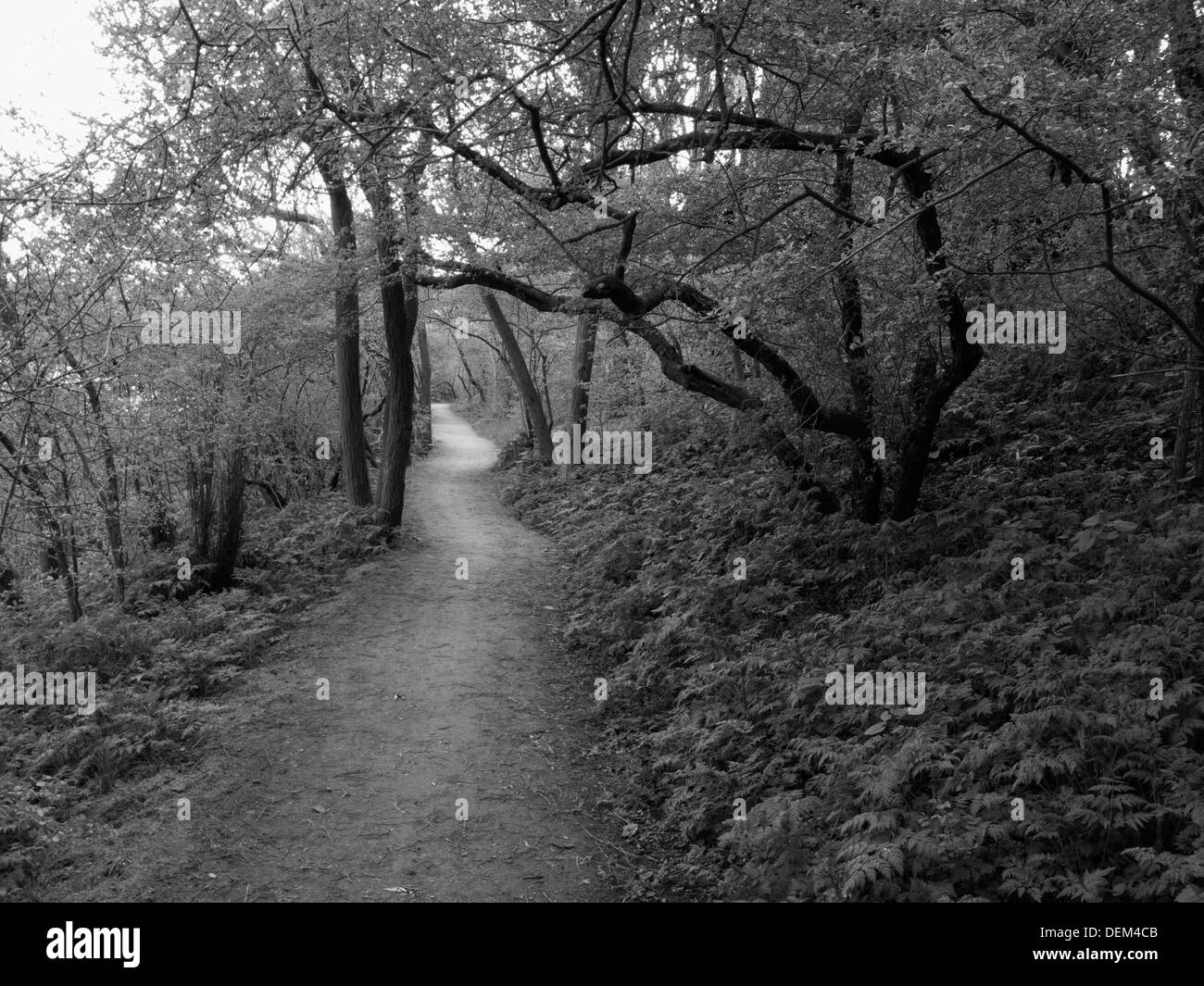 Chemin de terre à travers bois Banque D'Images