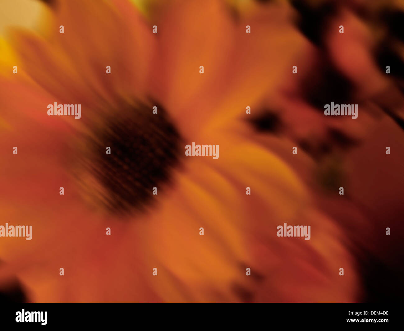 Fleur floue, Close Up Banque D'Images