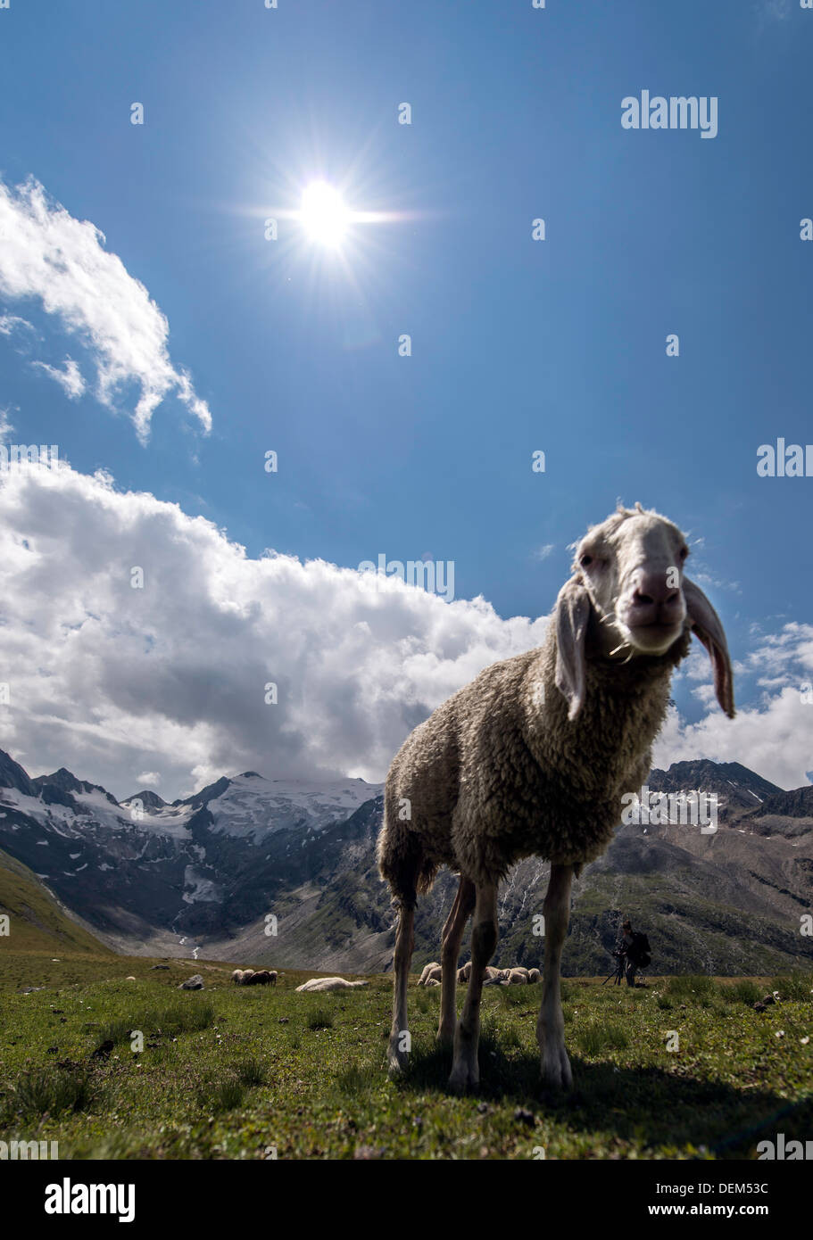 Alpine moutons sur les Alpes autrichiennes, à proximité de l'Europe Autriche Tyrol Obergurgl Banque D'Images