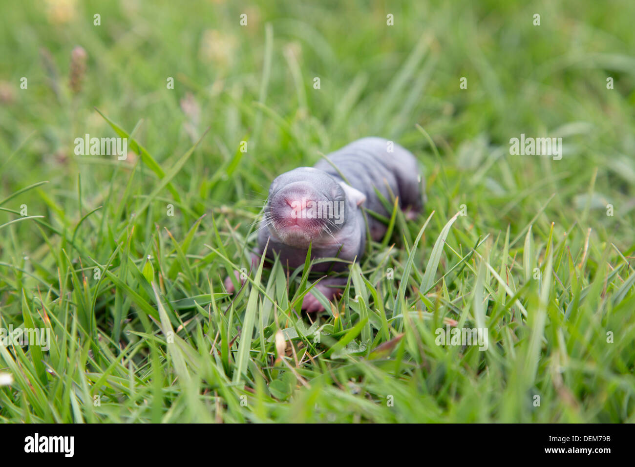 ; Lapin Oryctolagus cunniculus ; Bébé au-dessus du sol ; Royaume-Uni ; Shetland Banque D'Images