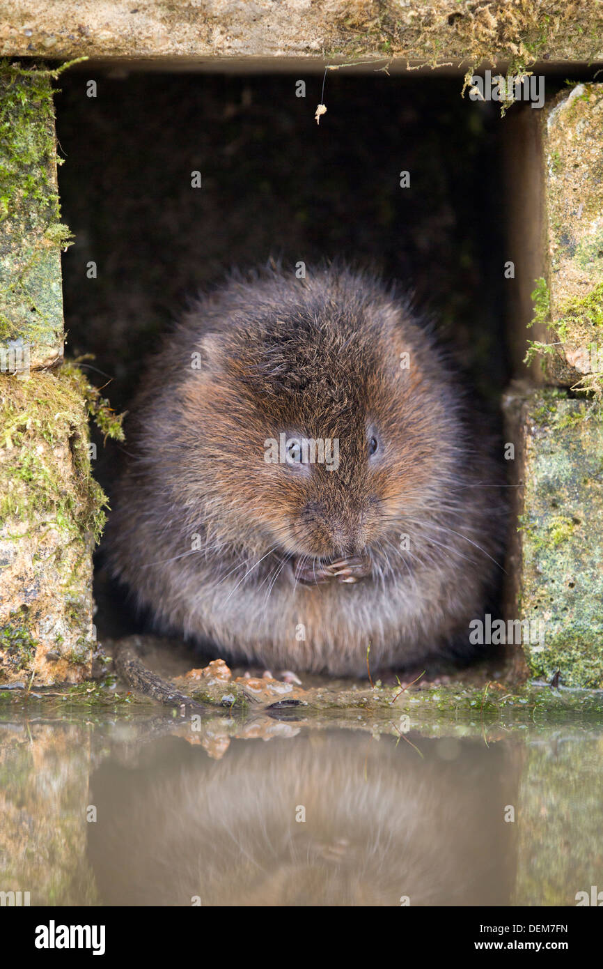 Le Campagnol de l'eau ; Arvicola terrestris ; UK Banque D'Images