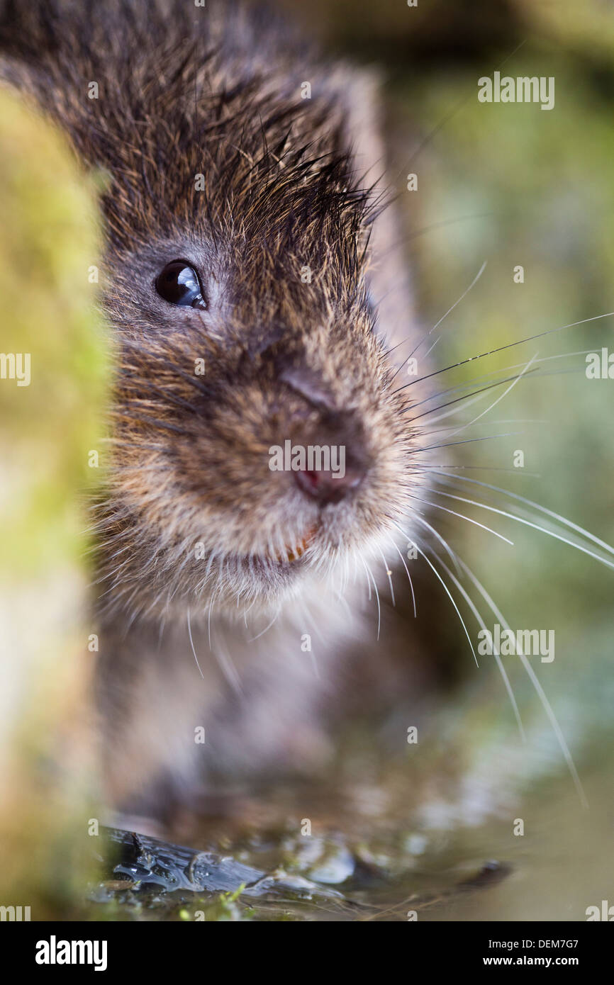Le Campagnol de l'eau ; Arvicola terrestris ; UK Banque D'Images