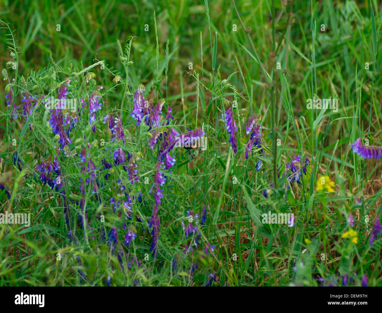 À base de plantes verte Banque D'Images