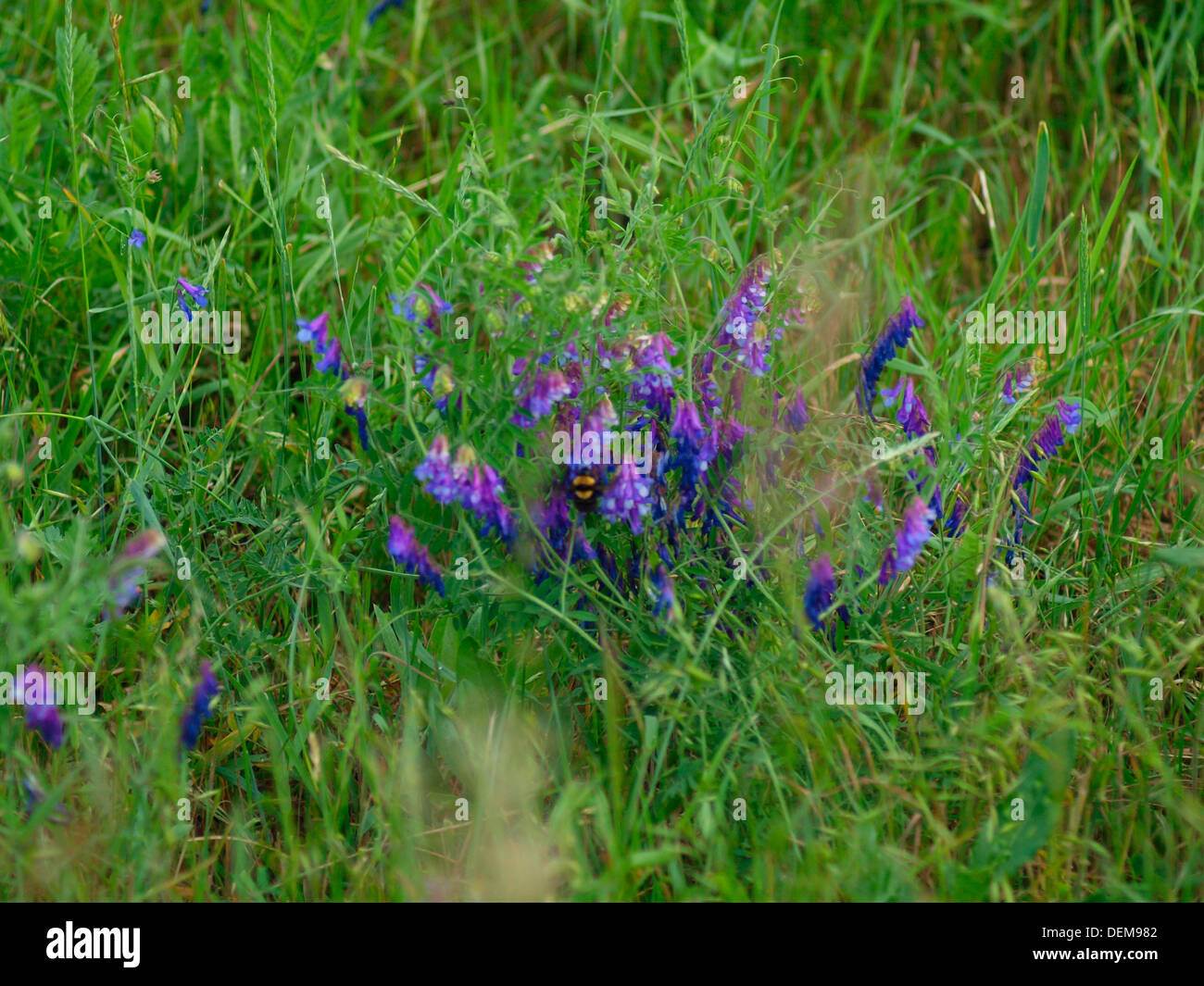 À base de plantes verte Banque D'Images
